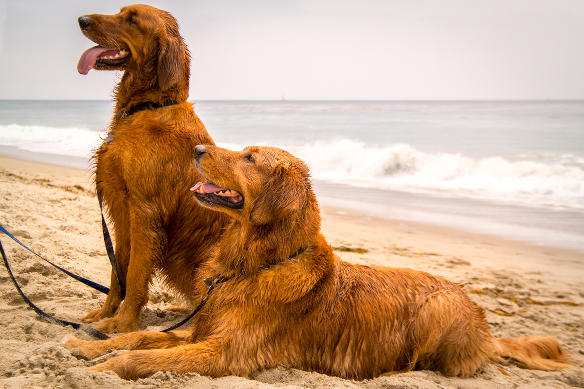 Wasim Muklashy Photography_Dogs_-SAM_5779-Edit