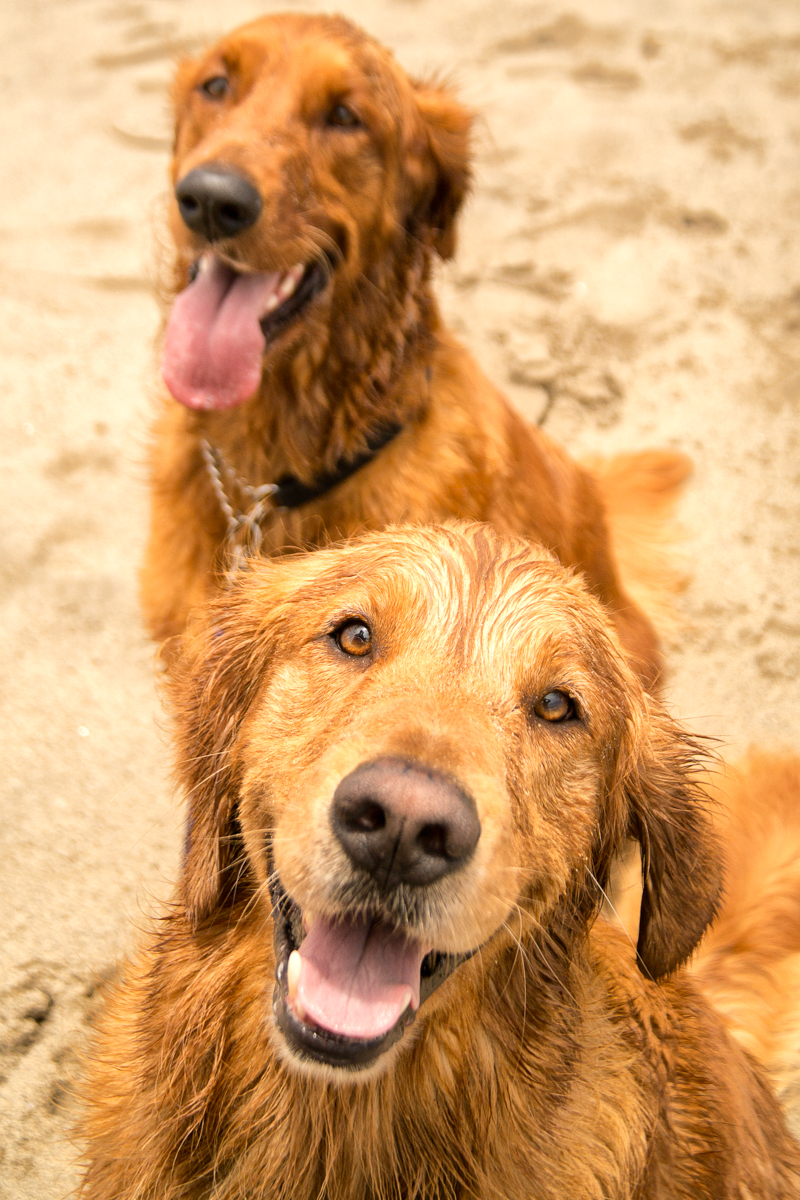 Wasim Muklashy Photography_Pet Photography_Dogs_Ocean Walk Pet Sitting