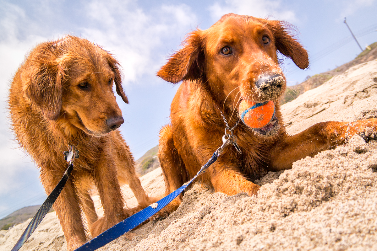 Wasim Muklashy Photography_Pet Photography_Dogs_Low Angle_Ocean Walk Pet Sitting