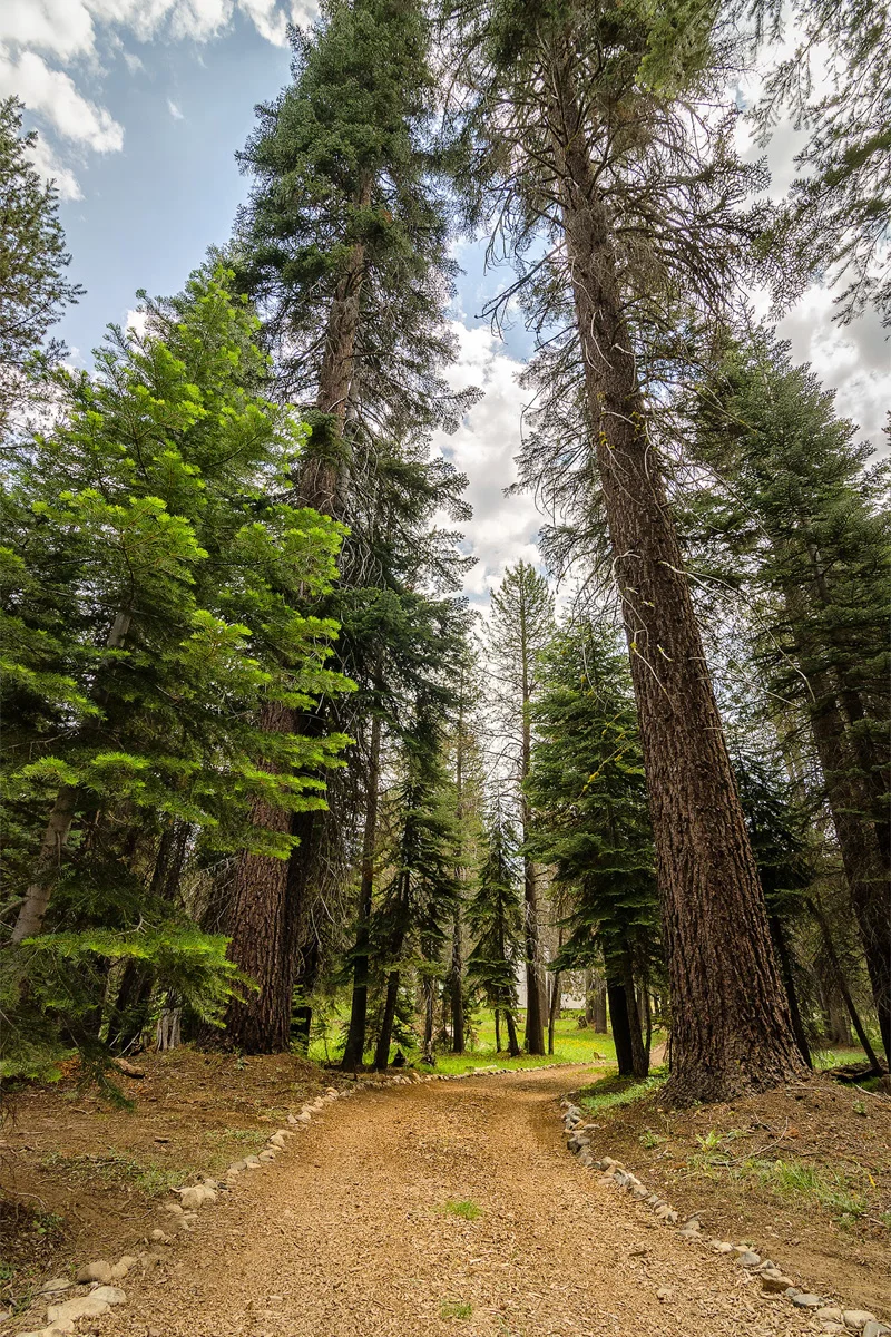 Far Meadow Yosemite California