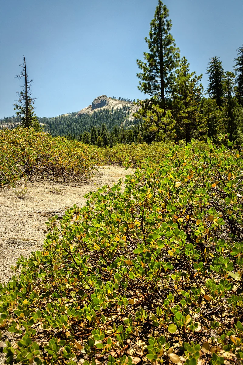 Far Meadow Yosemite California