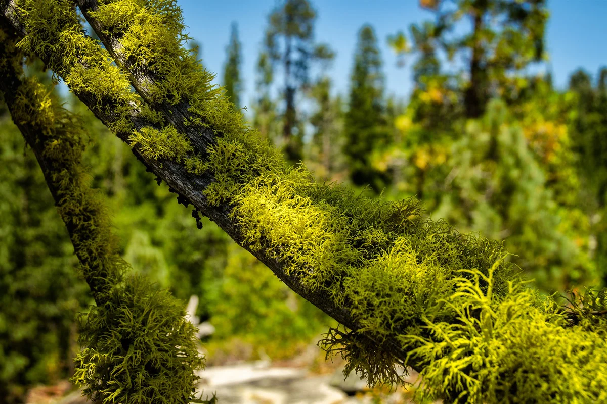 Far Meadow Yosemite California