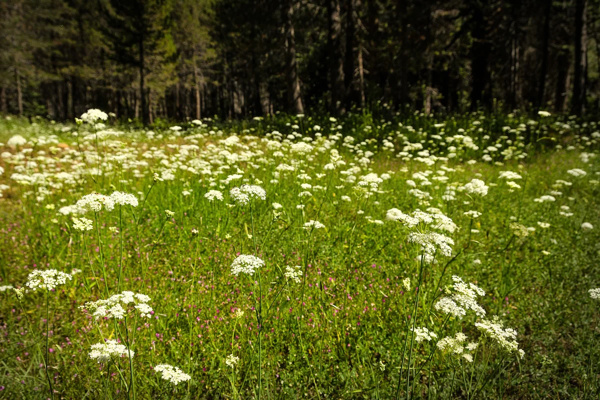 Far Meadow Yosemite California