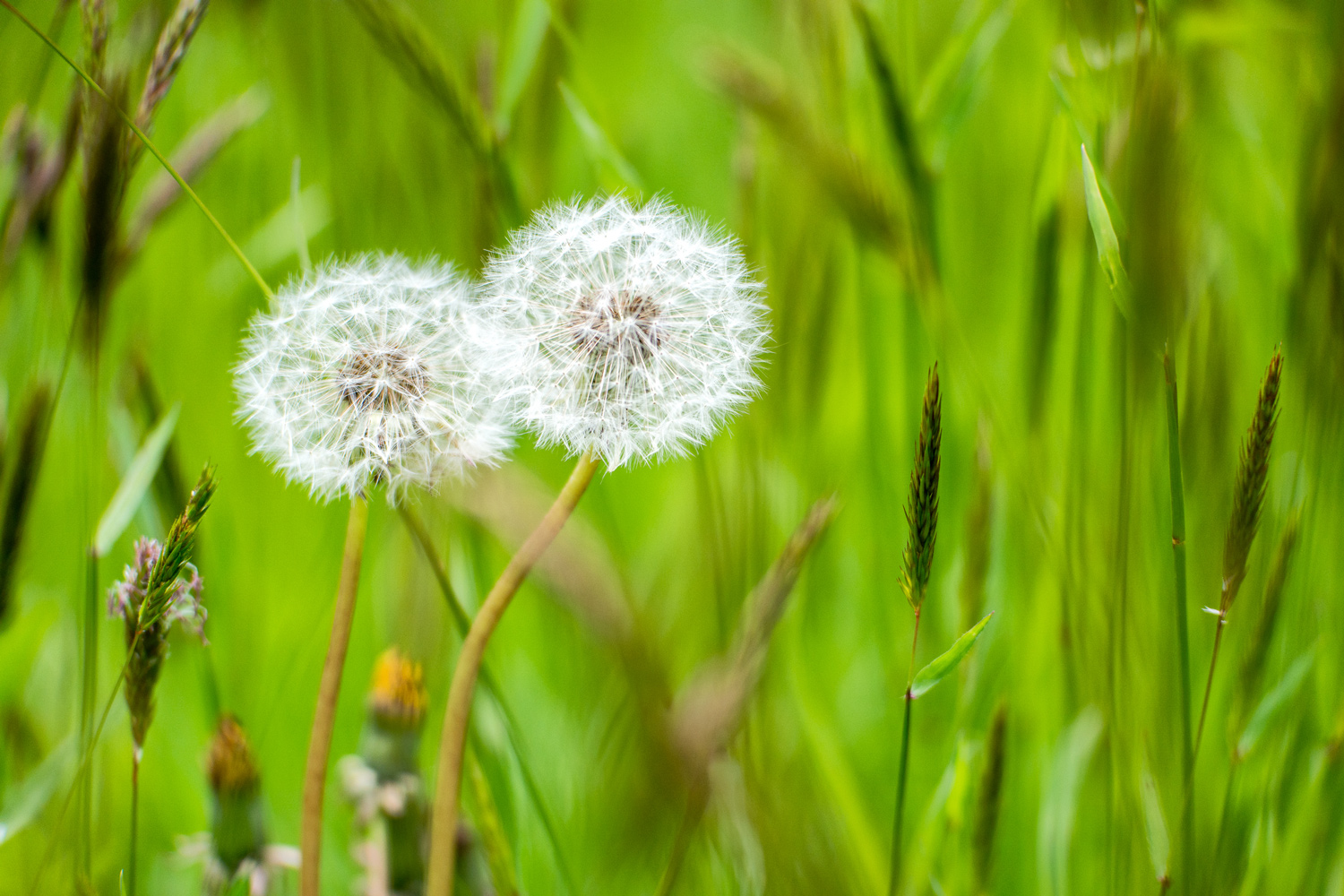 Nature Landcape Dandelionsformatoriginal