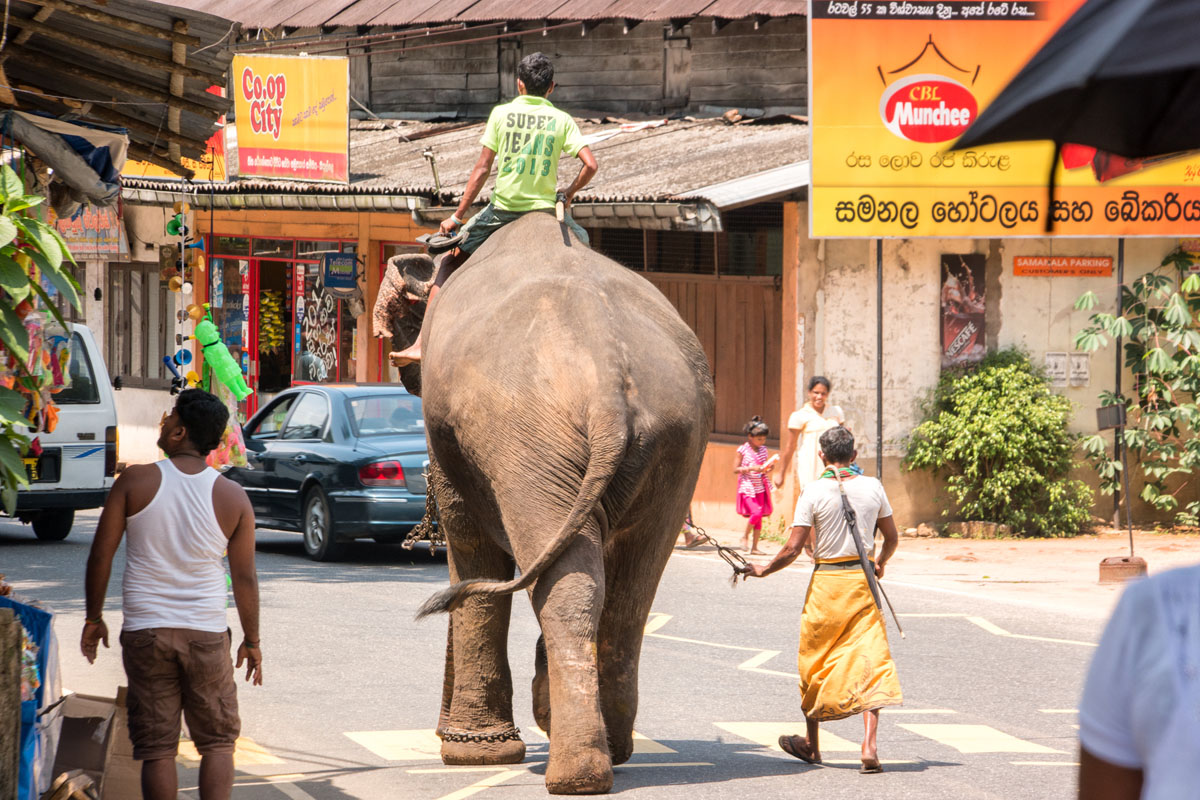 Wasim Muklashy Photography_Nuwara Eliya_Sri Lanka_February 2015_Samsung NX1_18-200mm_04