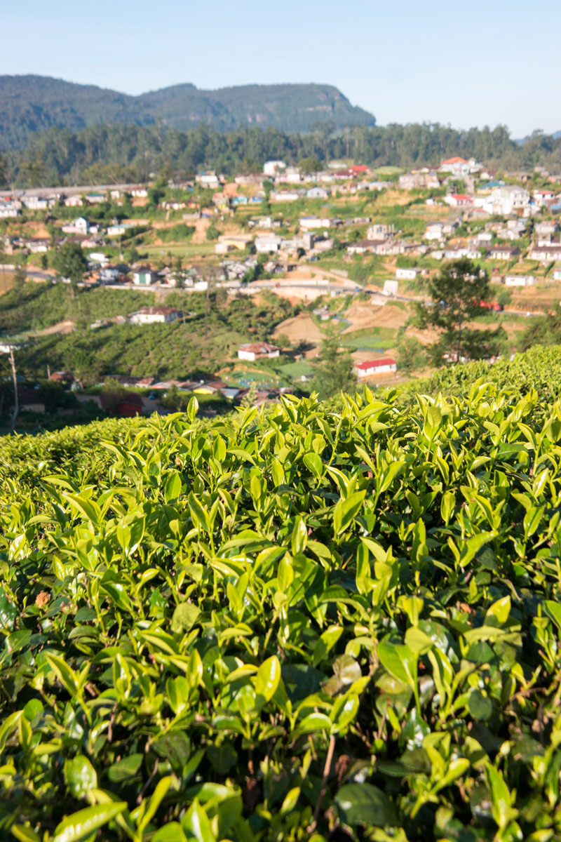 Nuwara Eliya Sri Lanka February Samsung NX1 200mm