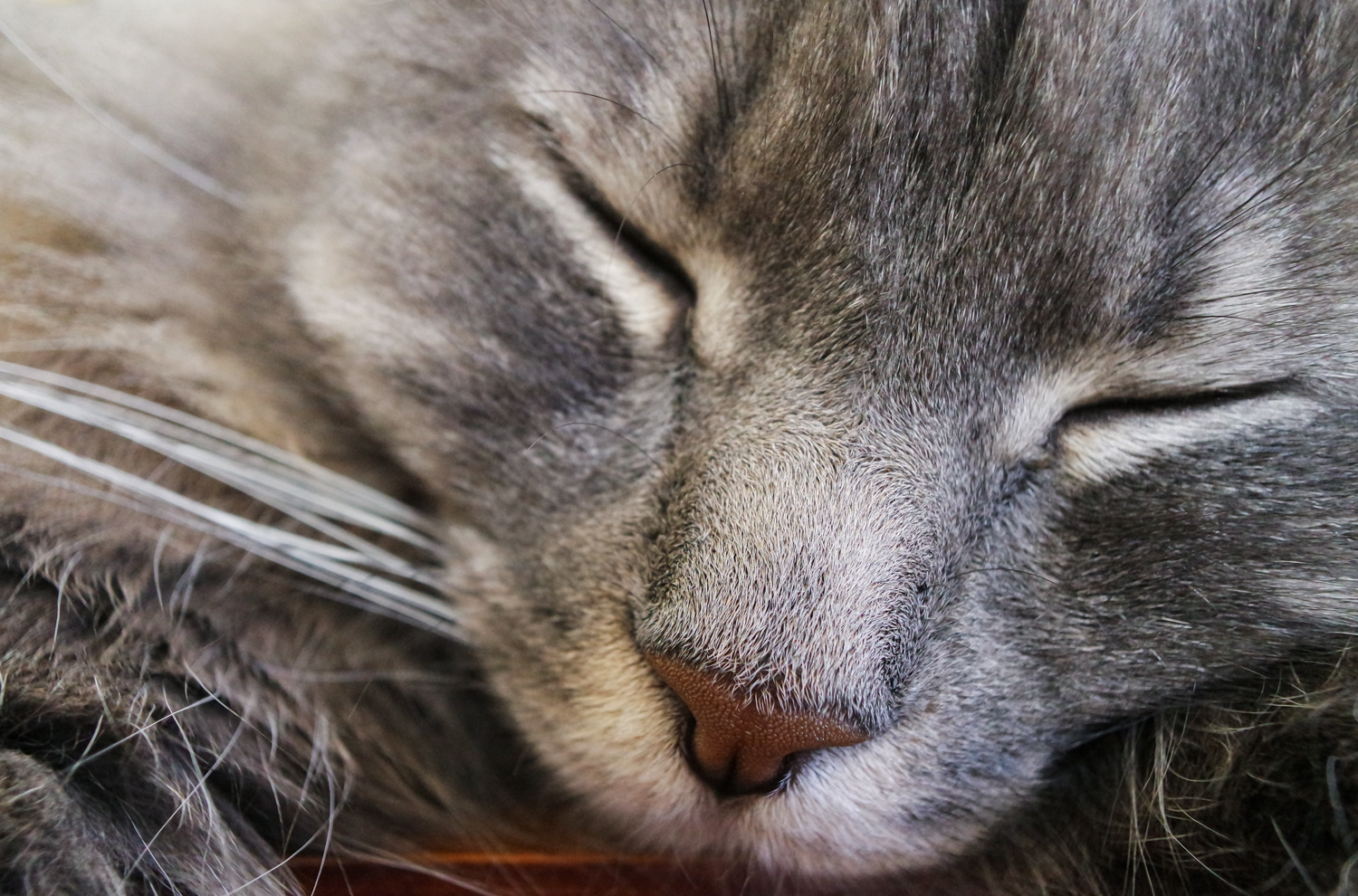 Wasim Muklashy Photography_Pet Photography_Cat_Samsung NXMini