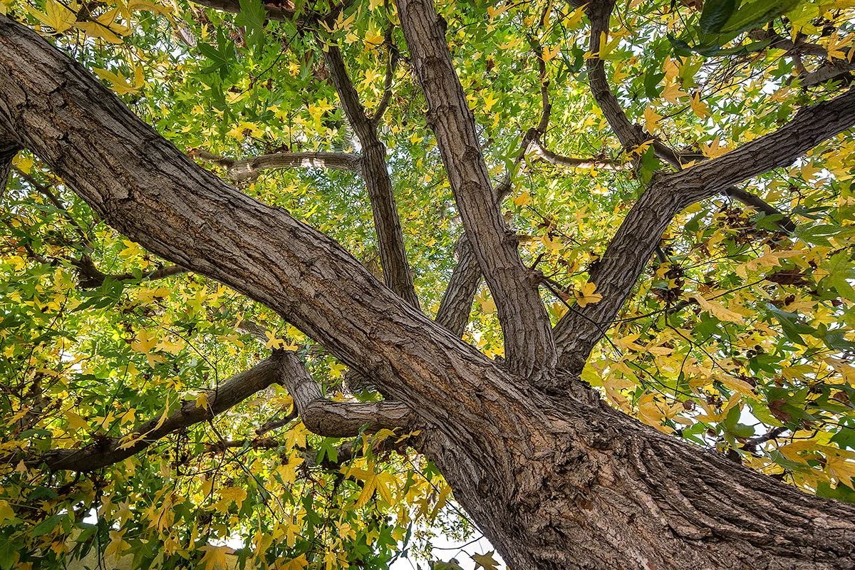 Samsung NX300 Sample Images