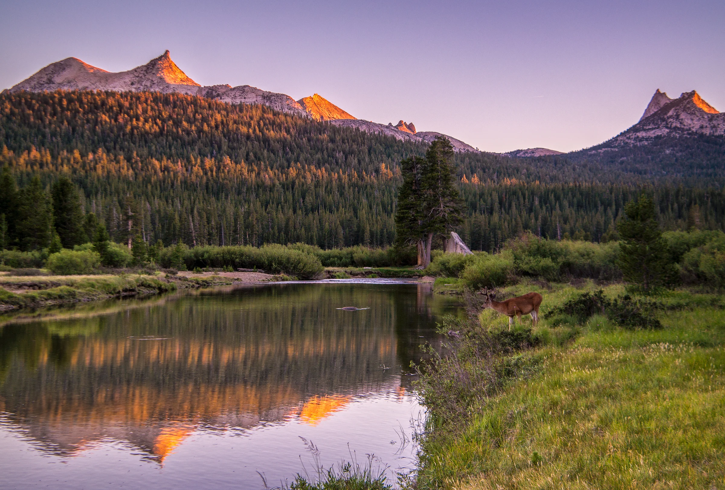 Wasim Muklashy Photography_Tuolumne Meadows_Yosemite National Park_California_A Deer Pops in For A Drink