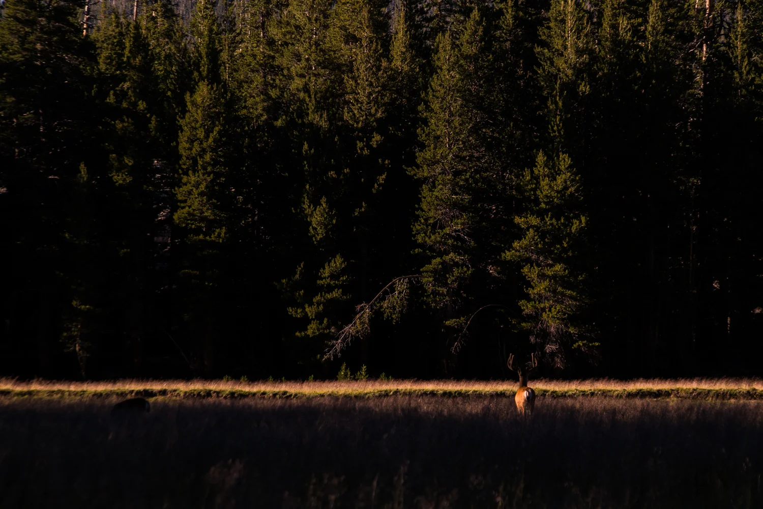 Tuolumne Meadows, Yosemite National Park, California. Summer 2014.
