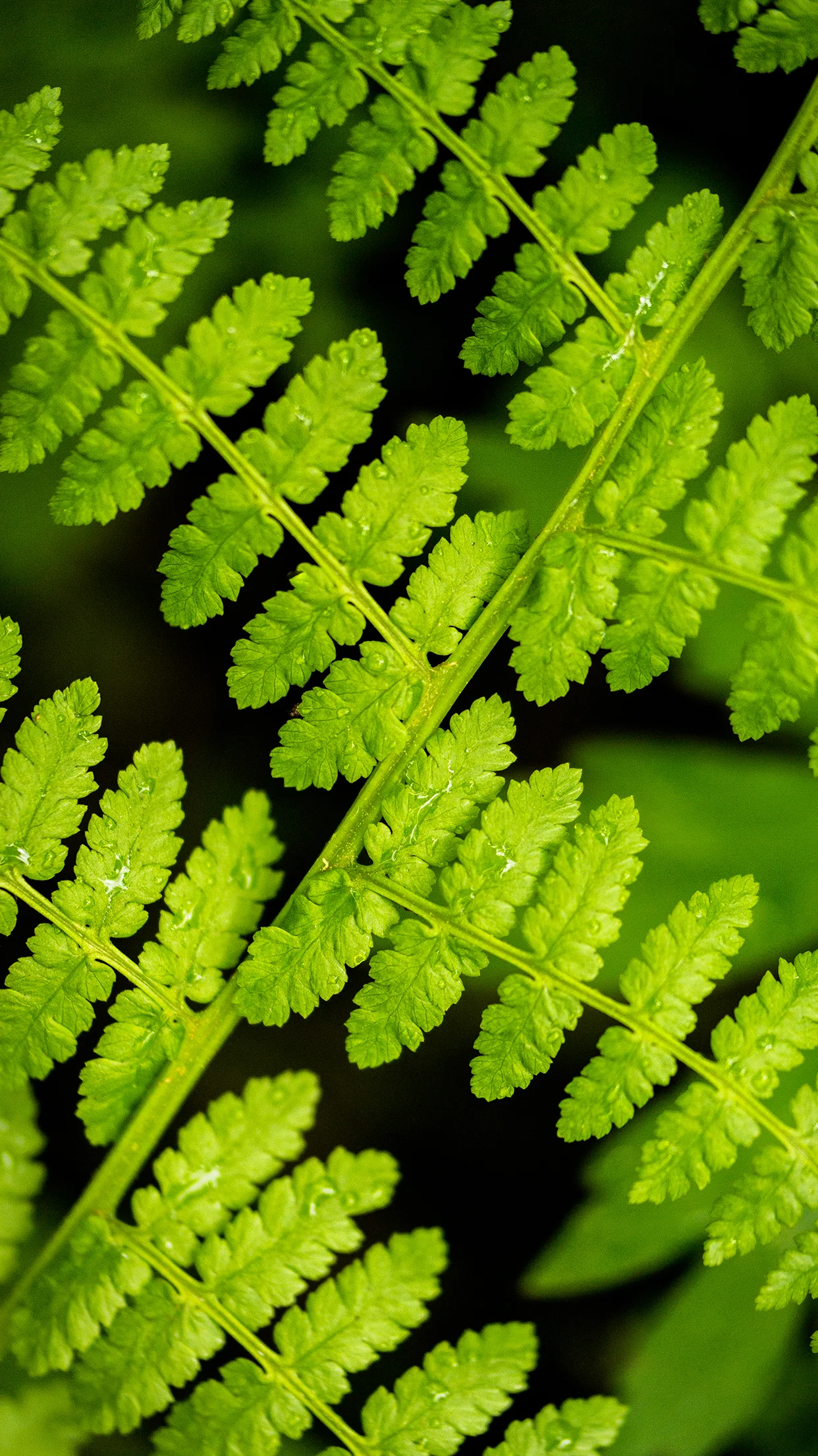 Wasim Muklashy_Ferns_Ponytail Falls_Oregon_iPhone6Plus