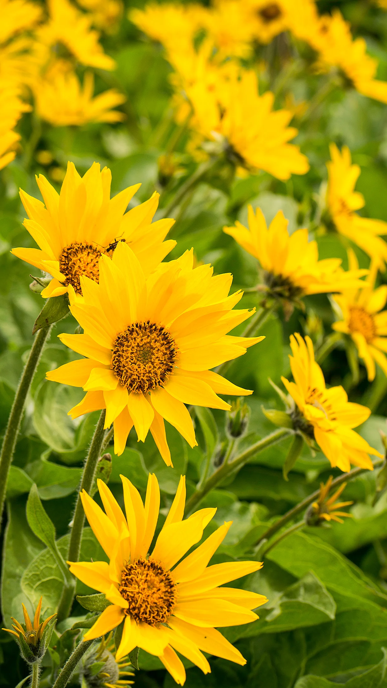Wasim Muklashy_Sunflowers_Columbia River Gorge_Oregon_iPhone6Plus