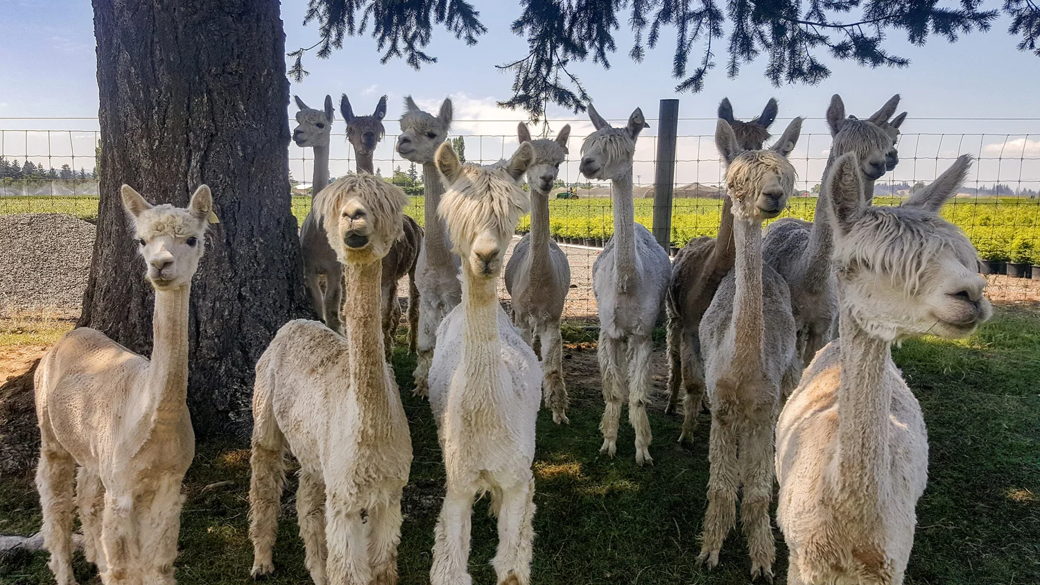 A Sun Set Moon Rise Moon Set Sun Rise Shoot at Oakwood Gardens. Oh, and alpacas. Yes, alpacas.