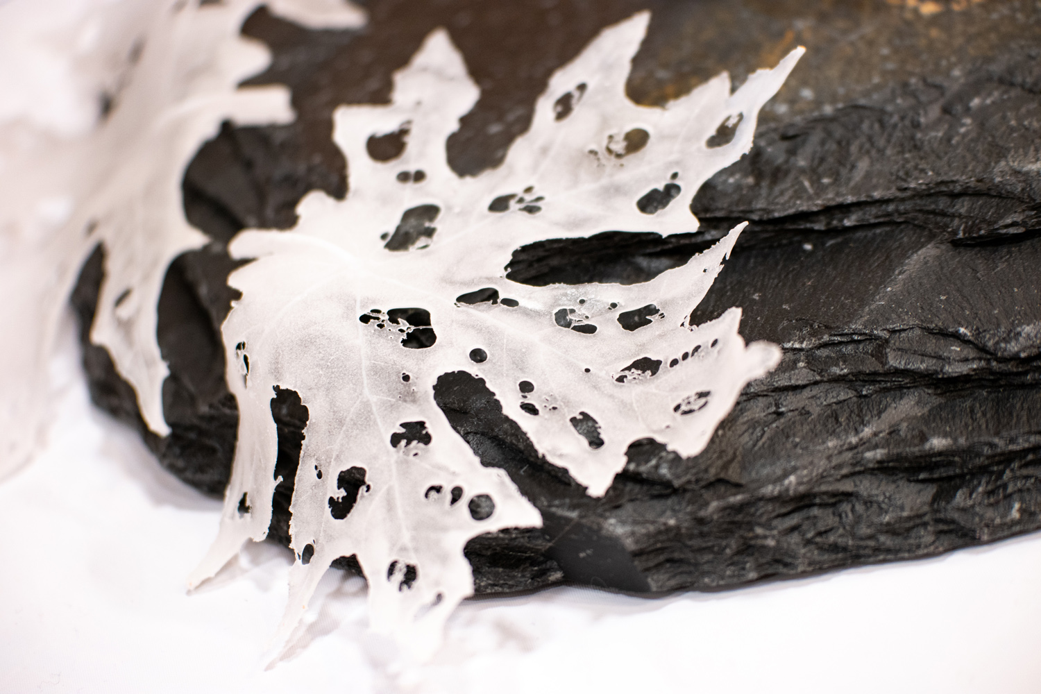 The Meeting of Life – A Weekend at the SITKA Center for Arts & Ecology