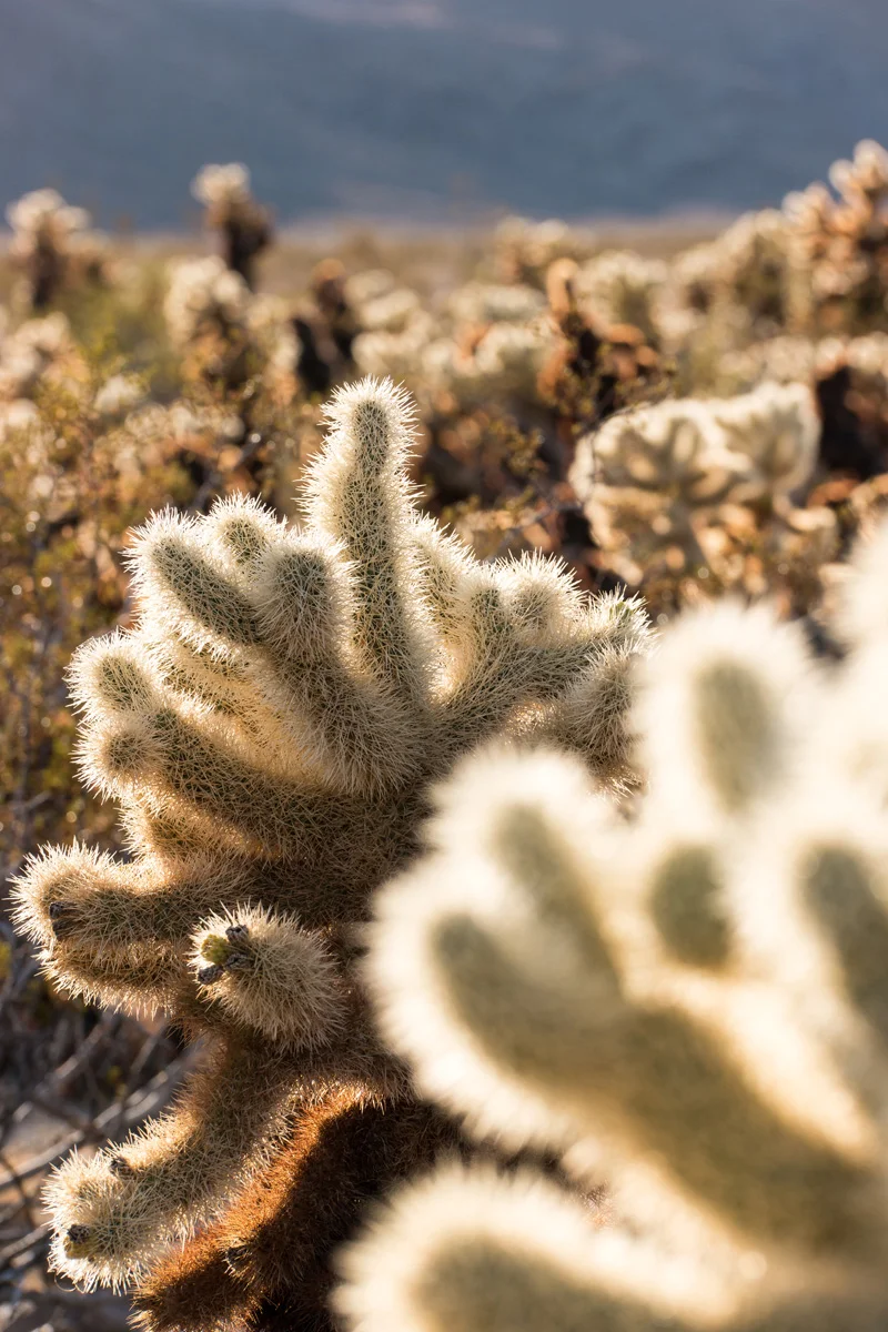 We Chose To OptOutside, And The Mojave Desert Took Us In. A Thanksgiving 2015 Tale In Pictures.
