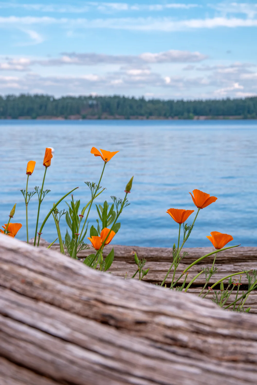 I Just Went Through My THIRD Spring in the Pacific Northwest? Three!?? Wuh!? When? How!??