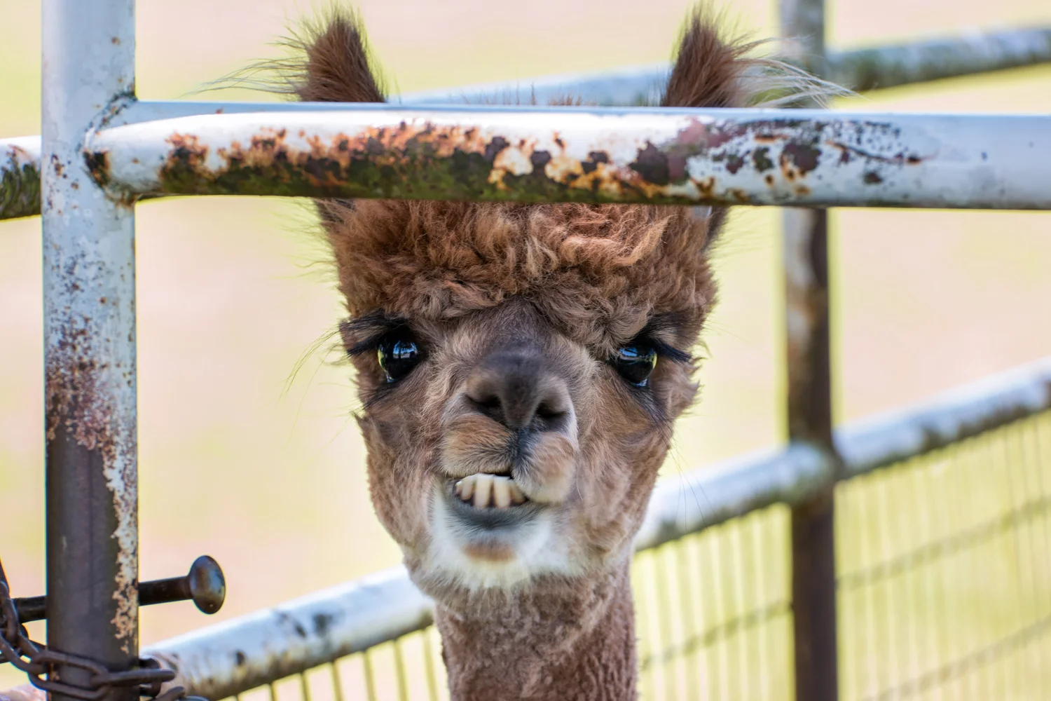 A Sun Set Moon Rise Moon Set Sun Rise Shoot at Oakwood Gardens. Oh, and alpacas. Yes, alpacas.