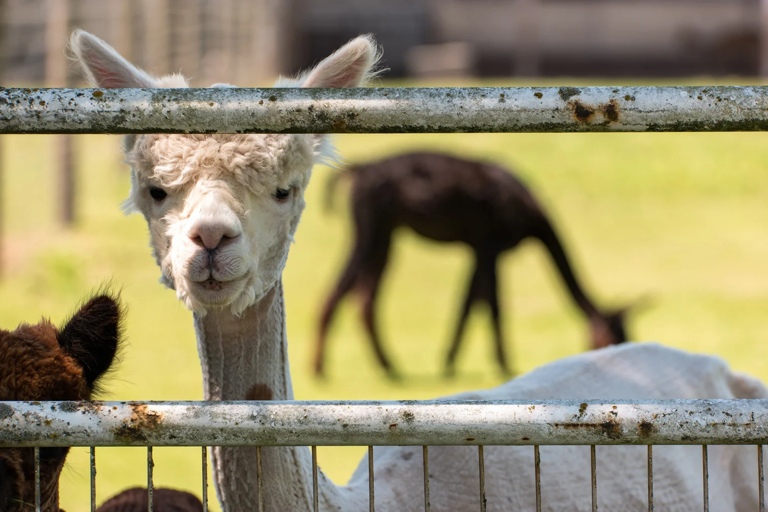 A Sun Set Moon Rise Moon Set Sun Rise Shoot at Oakwood Gardens. Oh, and alpacas. Yes, alpacas.