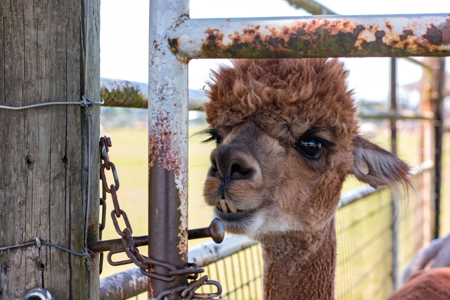 A Sun Set Moon Rise Moon Set Sun Rise Shoot at Oakwood Gardens. Oh, and alpacas. Yes, alpacas.