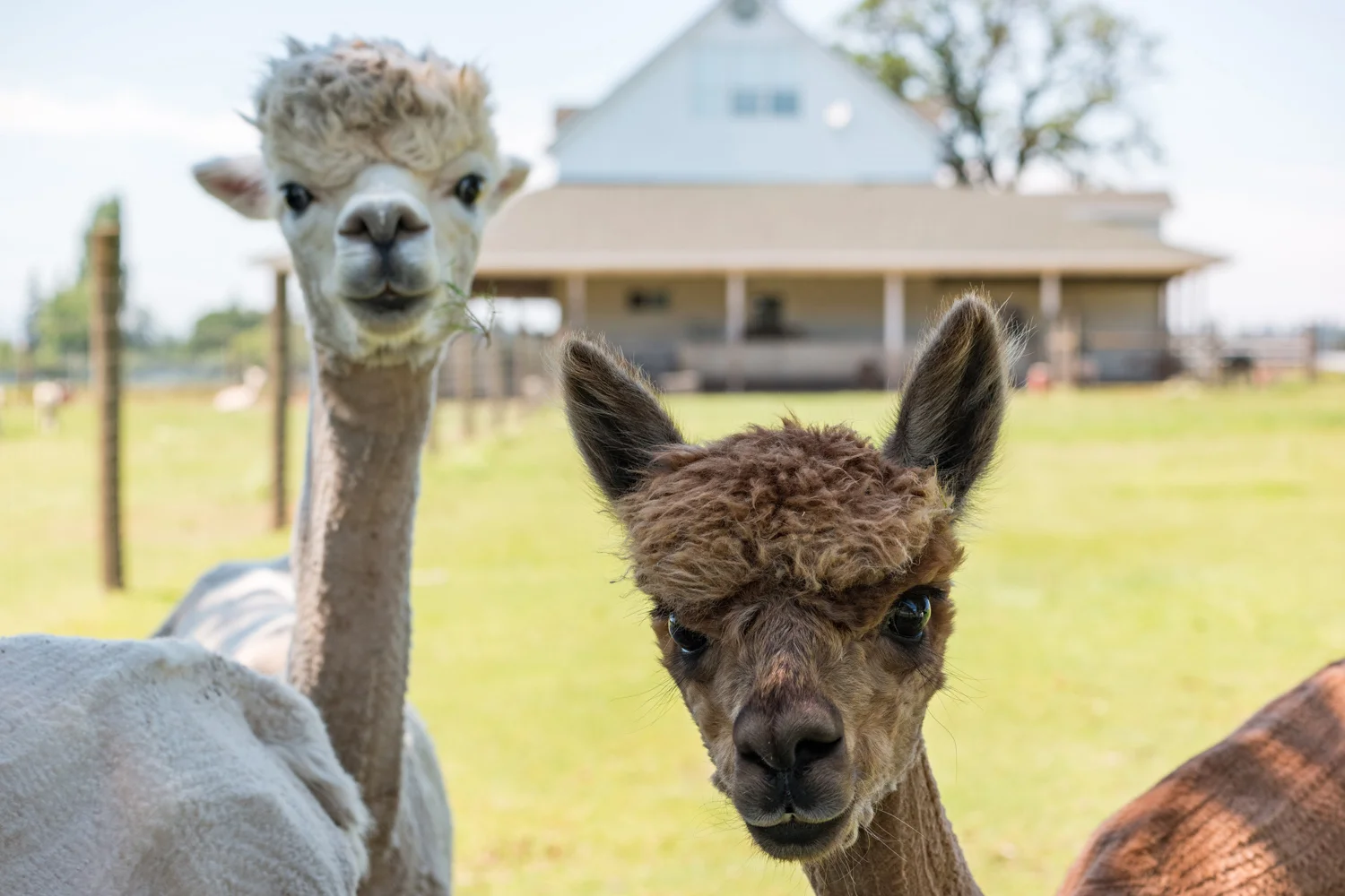 A Sun Set Moon Rise Moon Set Sun Rise Shoot at Oakwood Gardens. Oh, and alpacas. Yes, alpacas.
