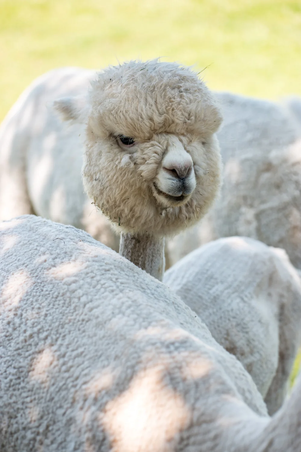 A Sun Set Moon Rise Moon Set Sun Rise Shoot at Oakwood Gardens. Oh, and alpacas. Yes, alpacas.