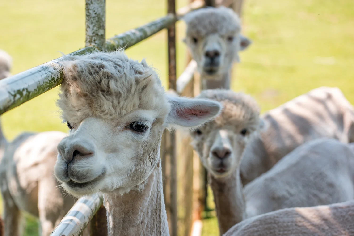A Sun Set Moon Rise Moon Set Sun Rise Shoot at Oakwood Gardens. Oh, and alpacas. Yes, alpacas.