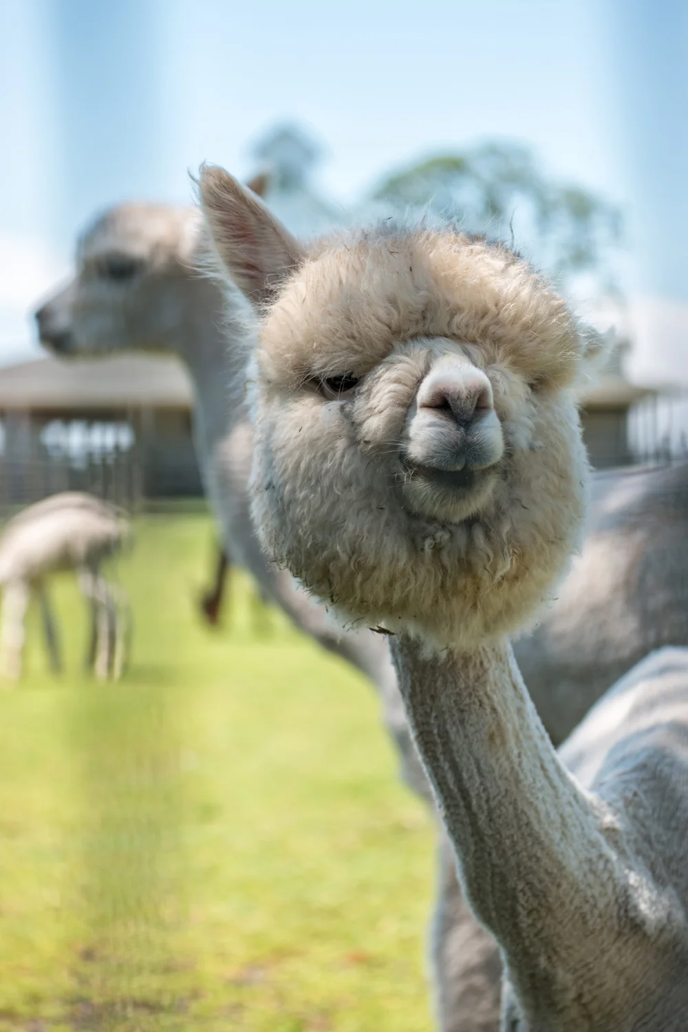 A Sun Set Moon Rise Moon Set Sun Rise Shoot at Oakwood Gardens. Oh, and alpacas. Yes, alpacas.