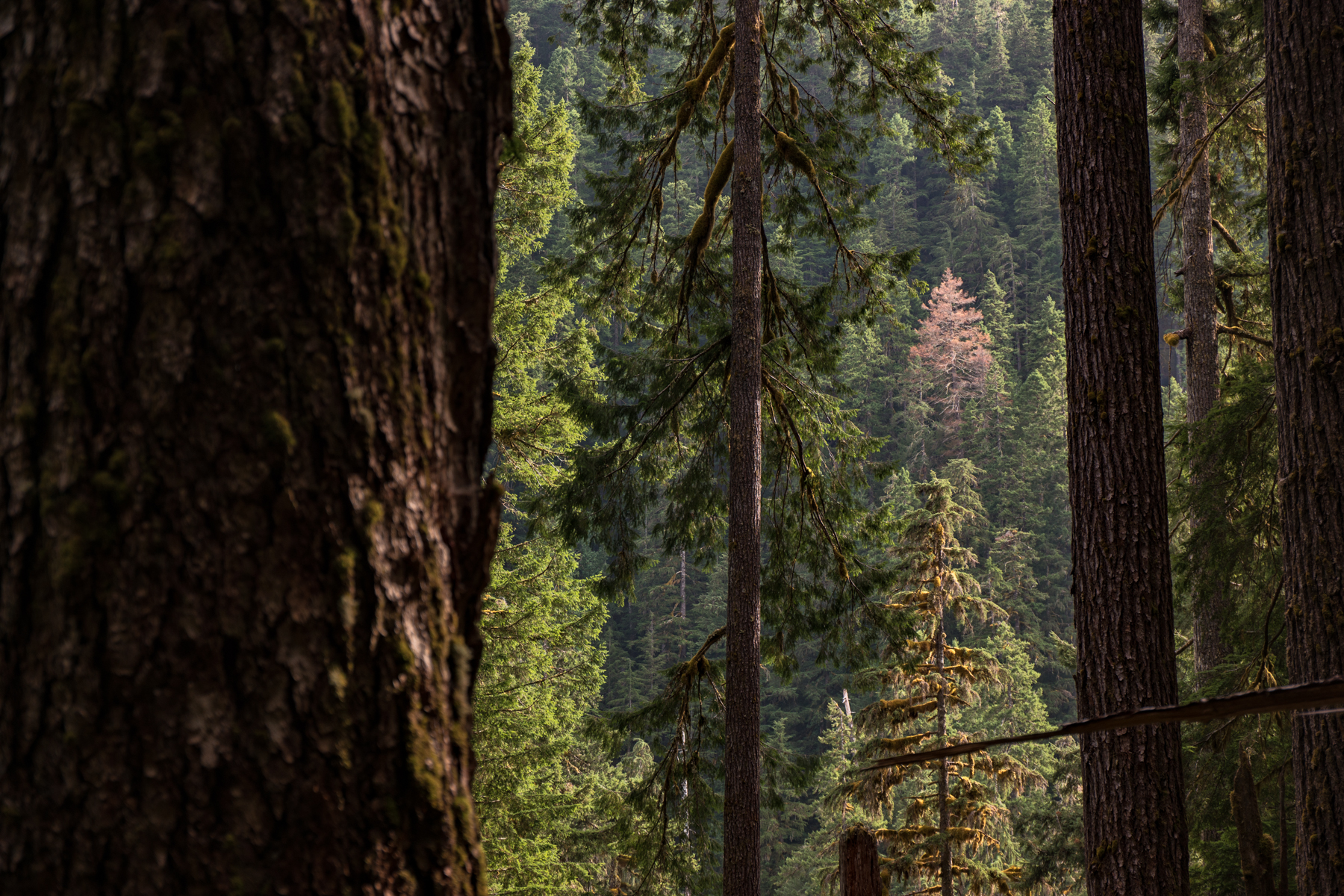 My Olympic National Park Zen (And Some Not So Zen) Moments – Backpacking the High Divide Loop
