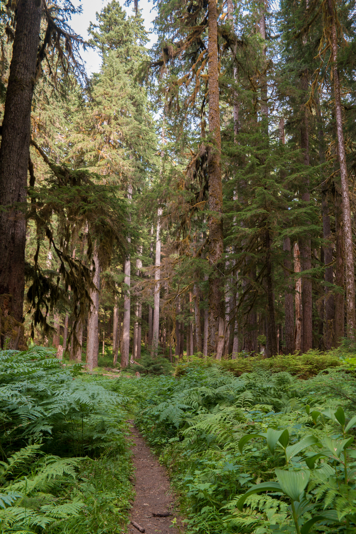 My Olympic National Park Zen (And Some Not So Zen) Moments – Backpacking the High Divide Loop