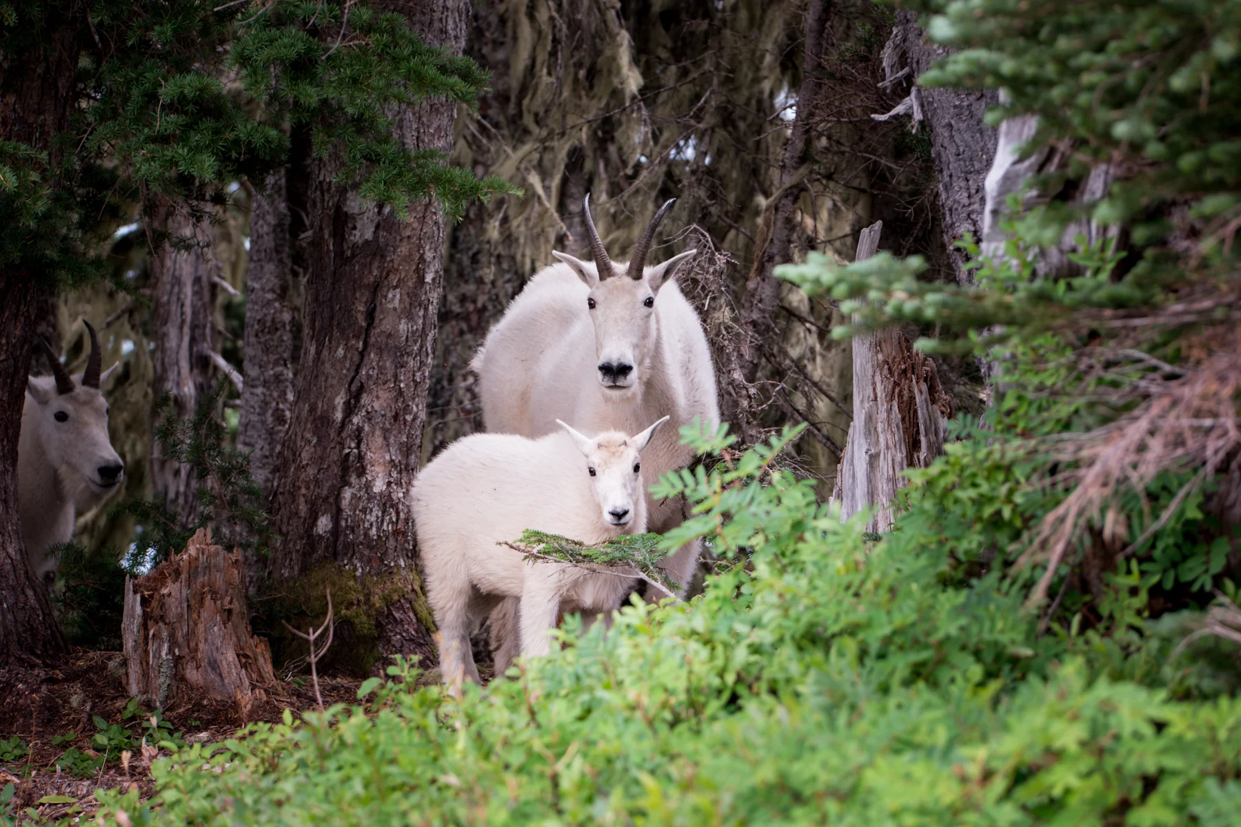My Olympic National Park Zen (And Some Not So Zen) Moments – Backpacking the High Divide Loop