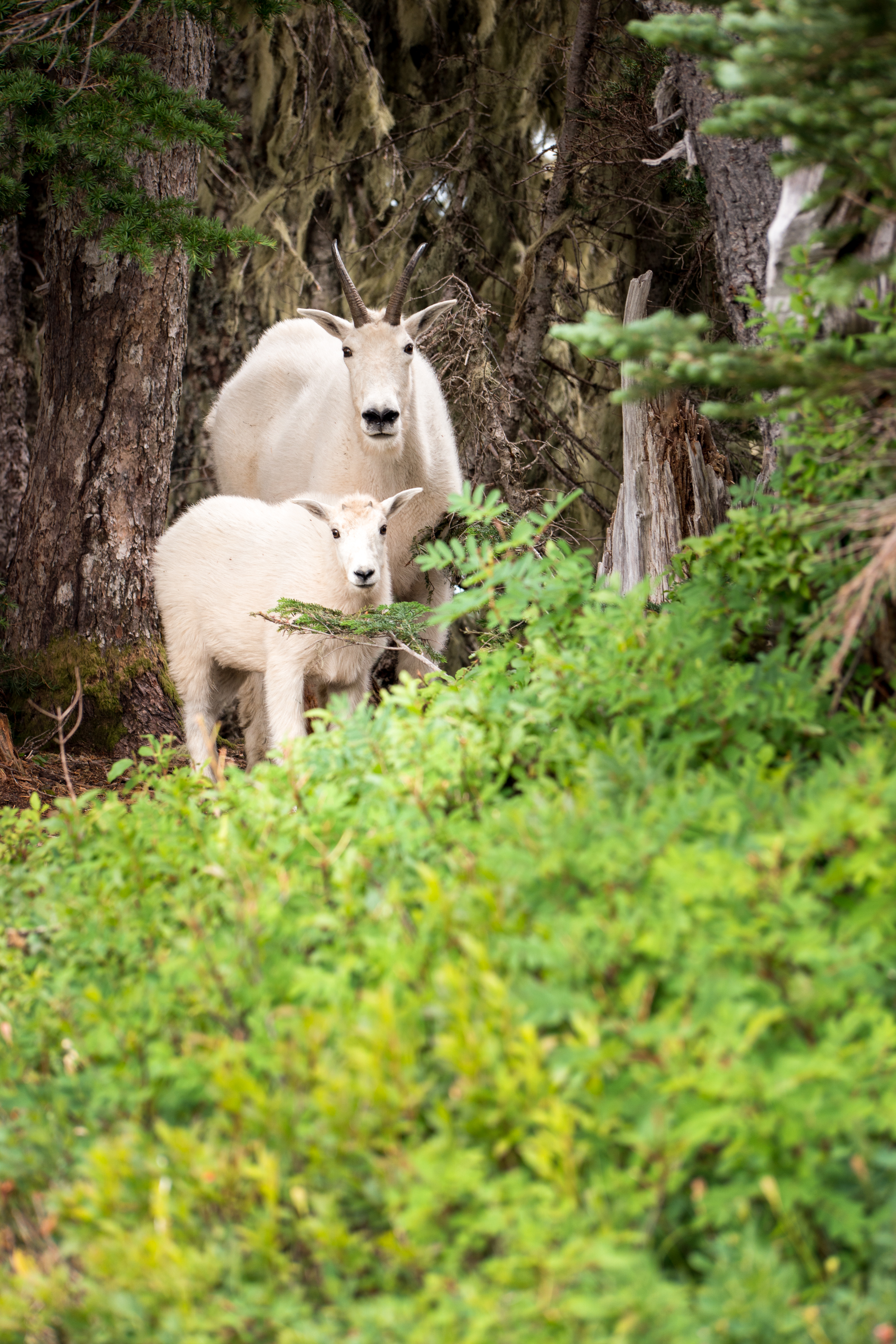 My Olympic National Park Zen (And Some Not So Zen) Moments – Backpacking the High Divide Loop