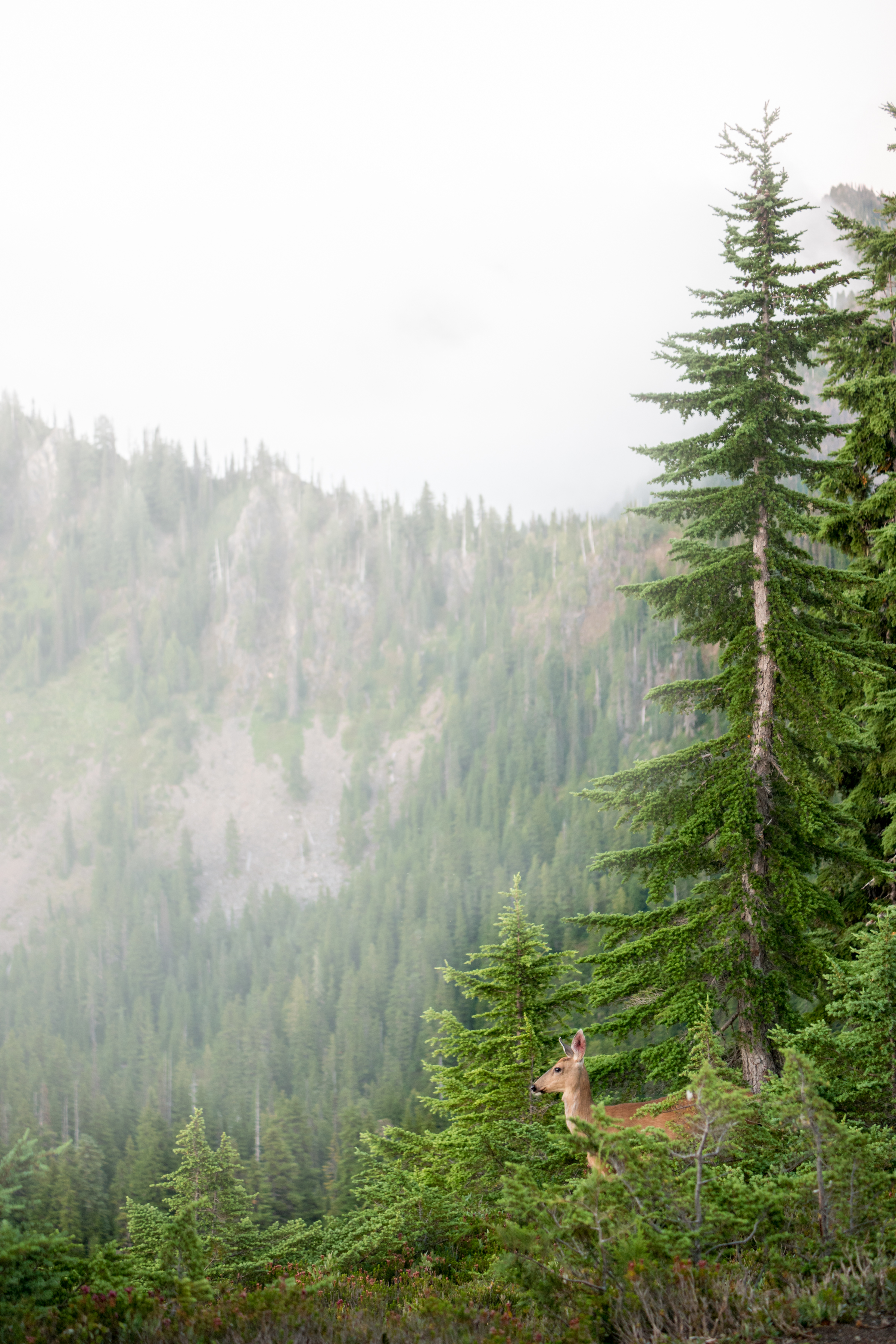 My Olympic National Park Zen (And Some Not So Zen) Moments – Backpacking the High Divide Loop