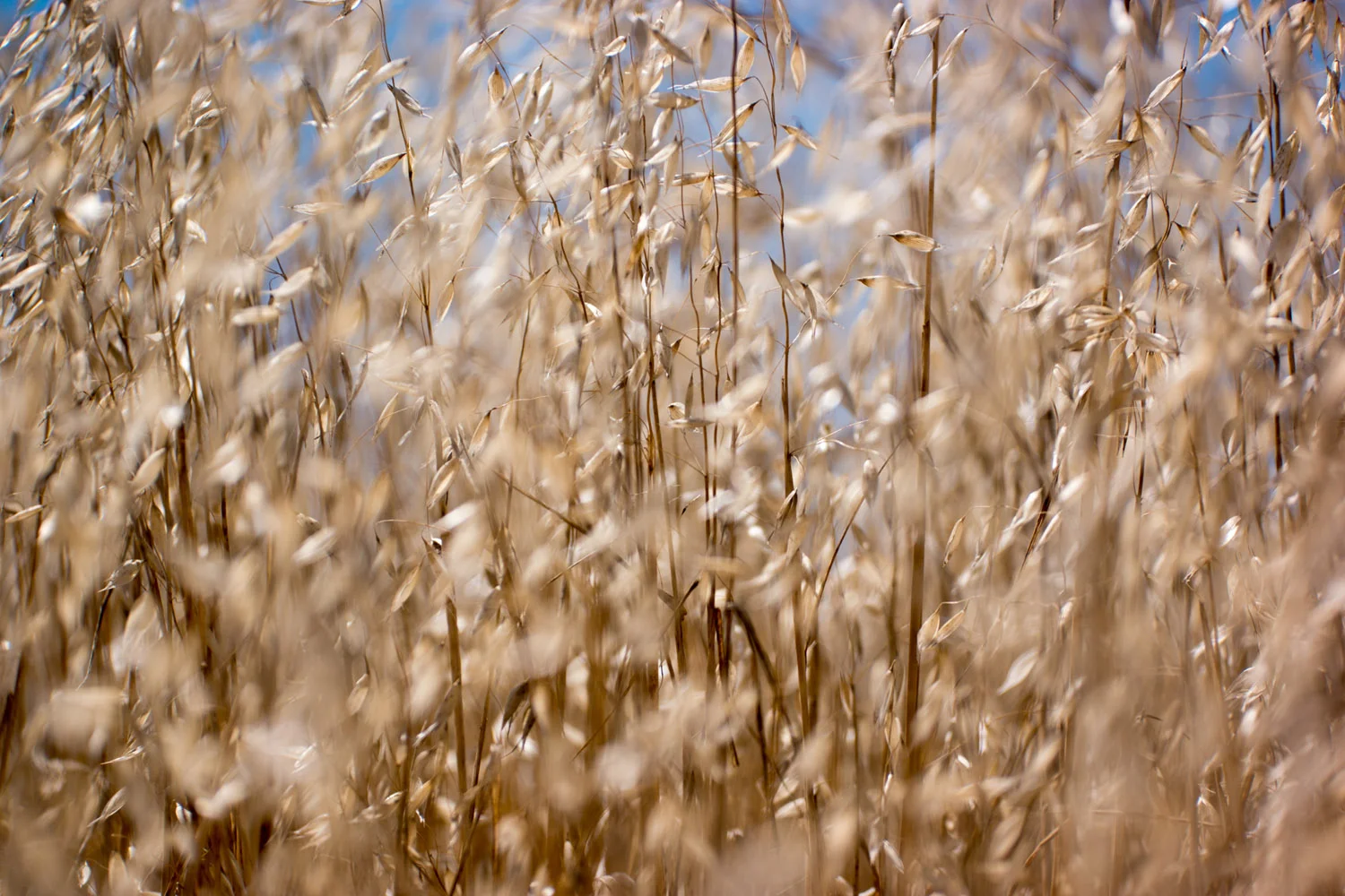 Malibu Creek State Park California Samsung NX1 1800px