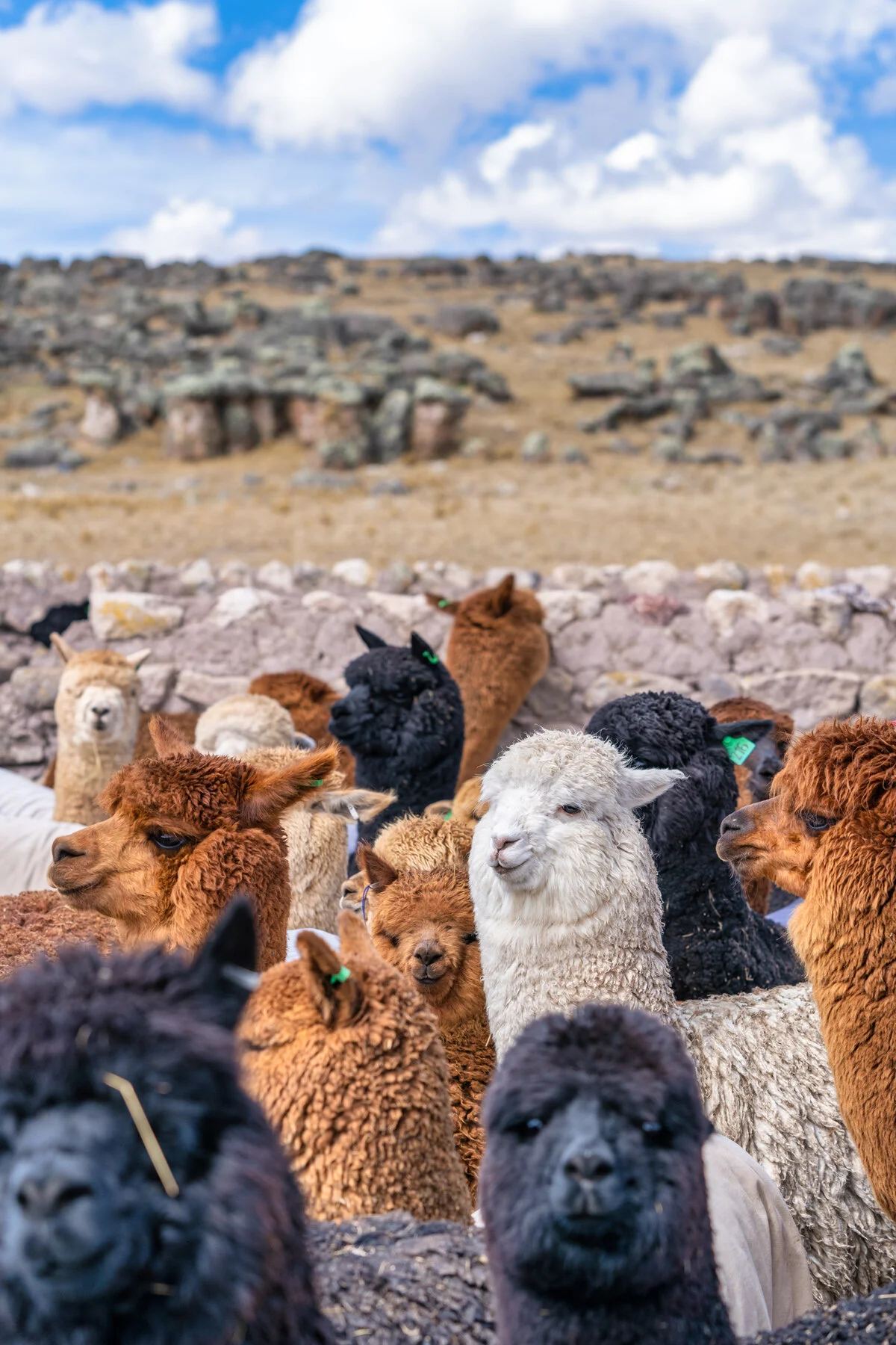 Andes Mountains Peru Quechua Benefit Picotani Spar Macusani Alpaca
