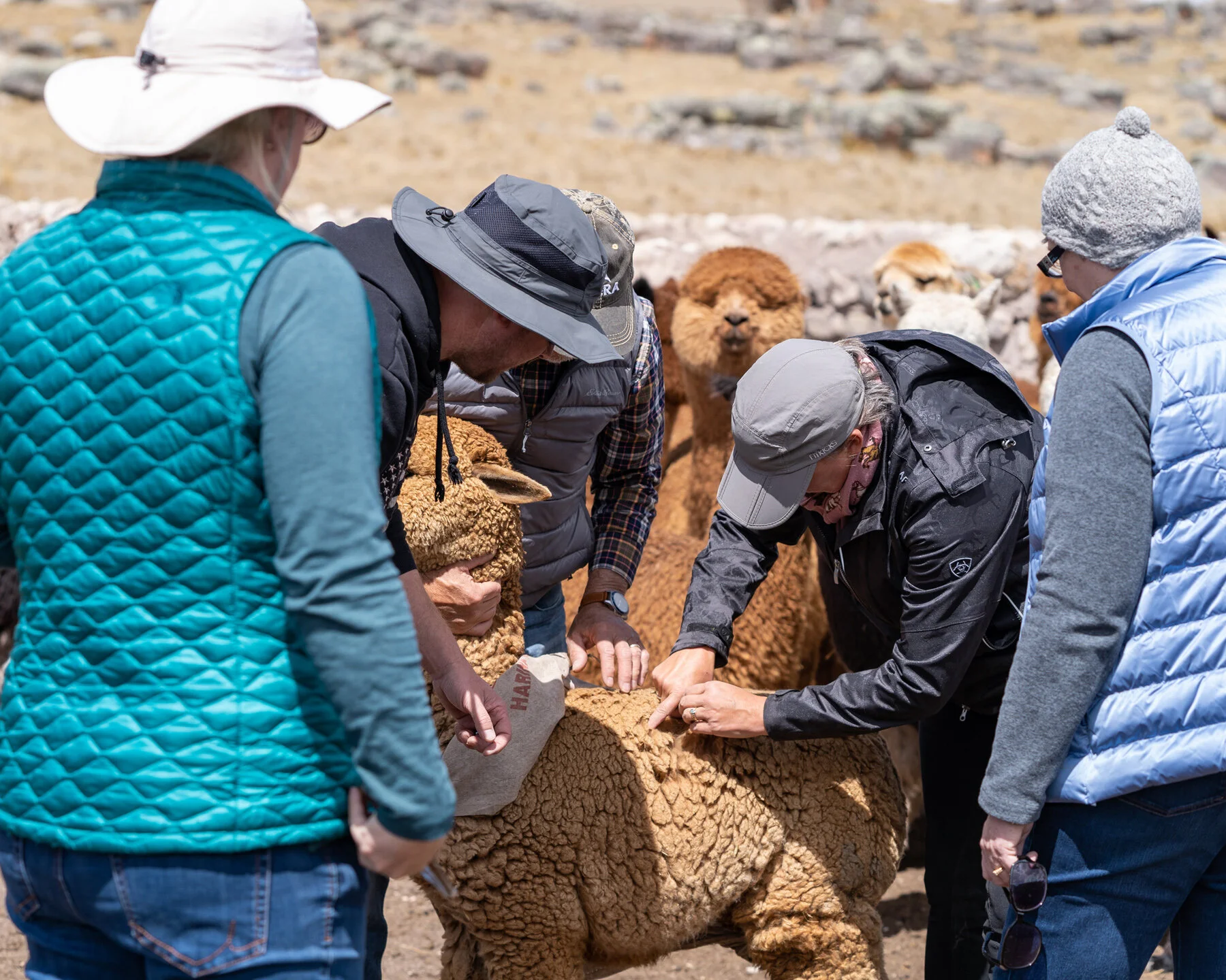 Andes Mountains Peru Quechua Benefit Picotani Spar Macusani Alpaca