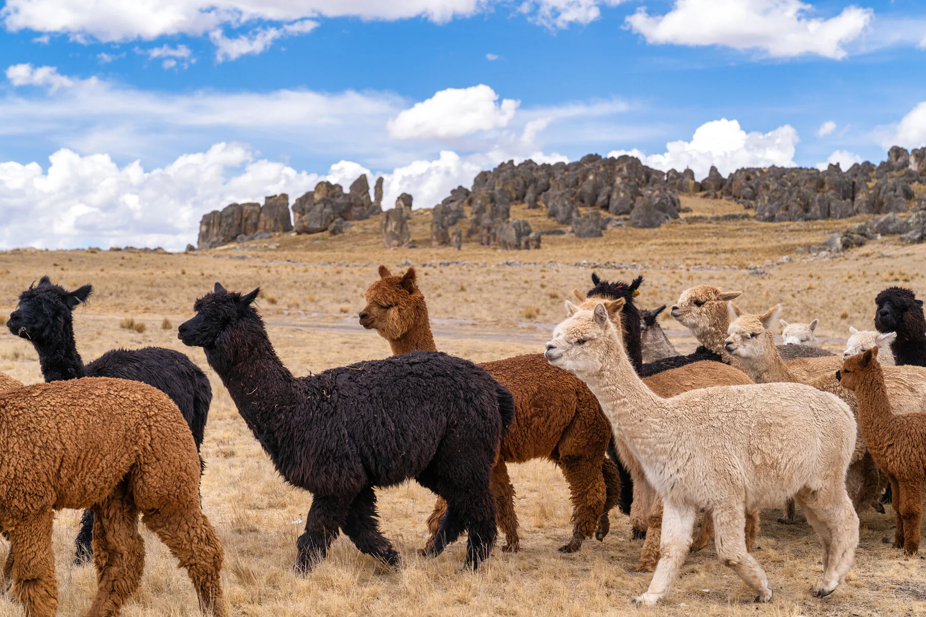 Andes Mountains Peru Quechua Benefit Picotani Spar Macusani Alpaca