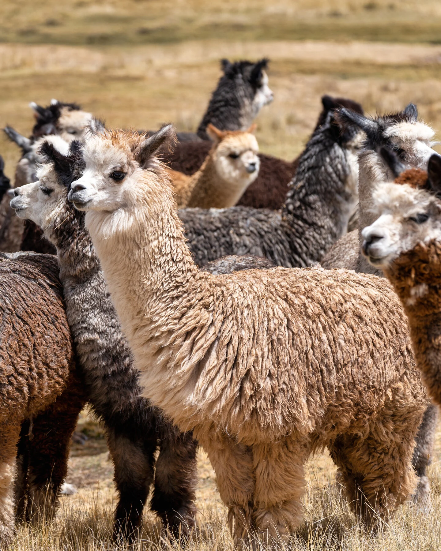 Andes Mountains Peru Quechua Benefit Picotani Spar Macusani Alpaca