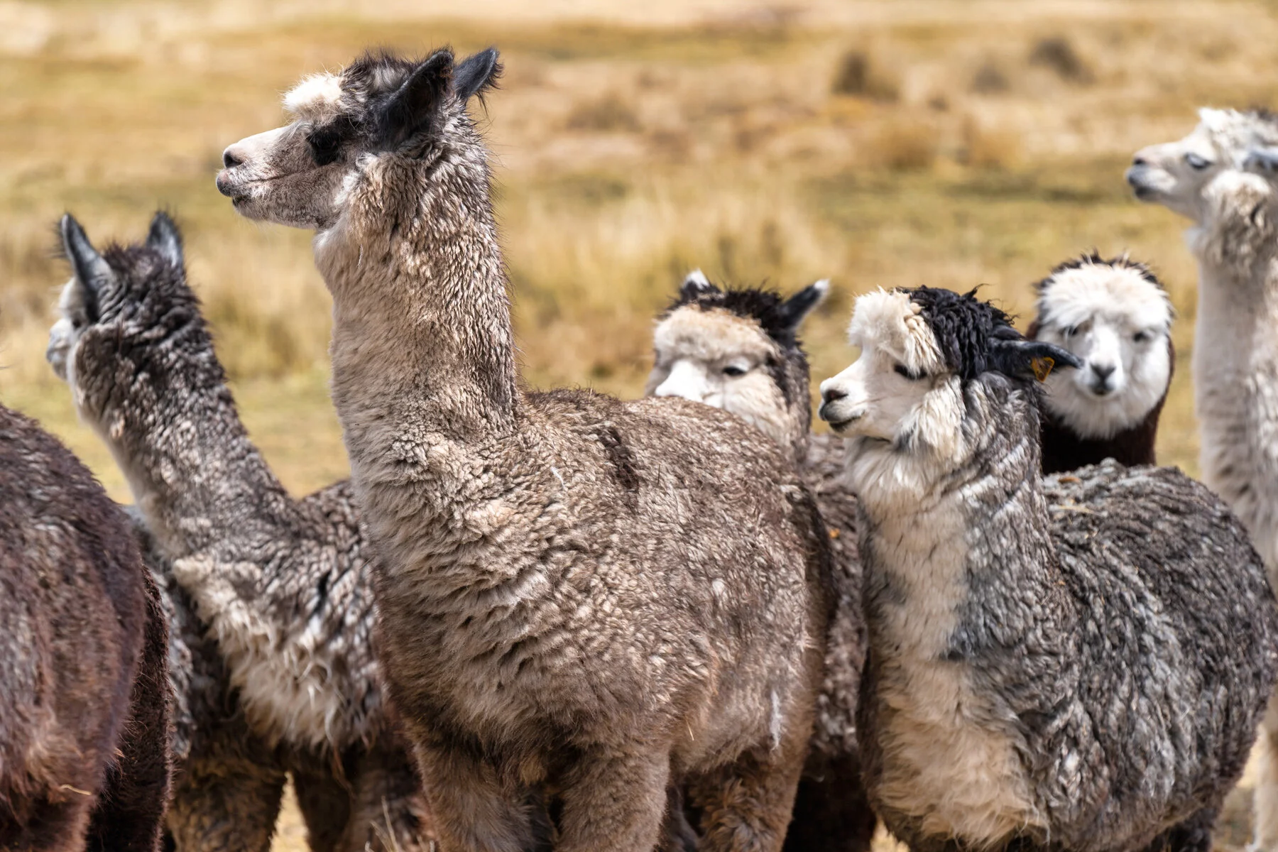 Andes Mountains Peru Quechua Benefit Picotani Spar Macusani Alpaca