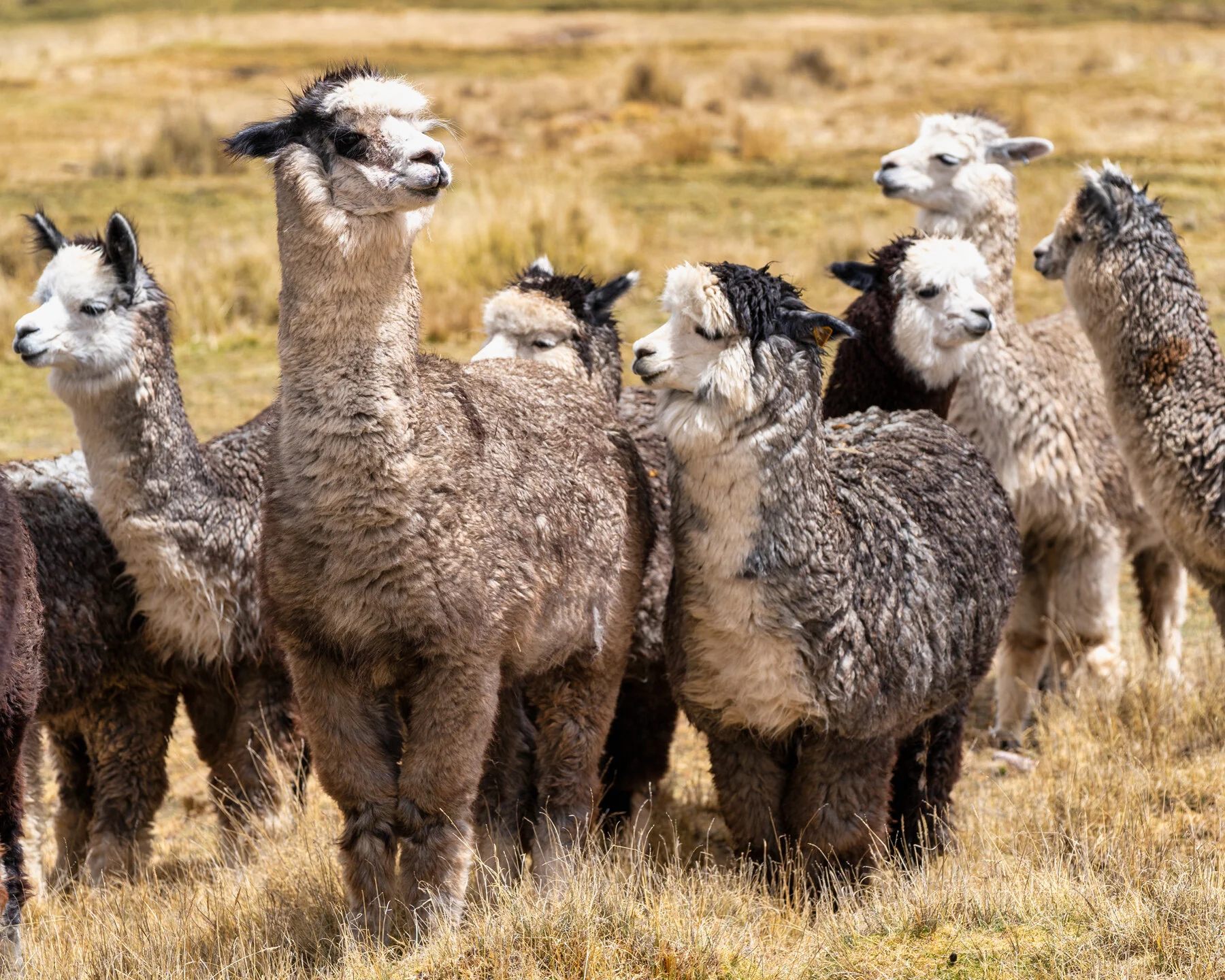 Andes Mountains Peru Quechua Benefit Picotani Spar Macusani Alpaca