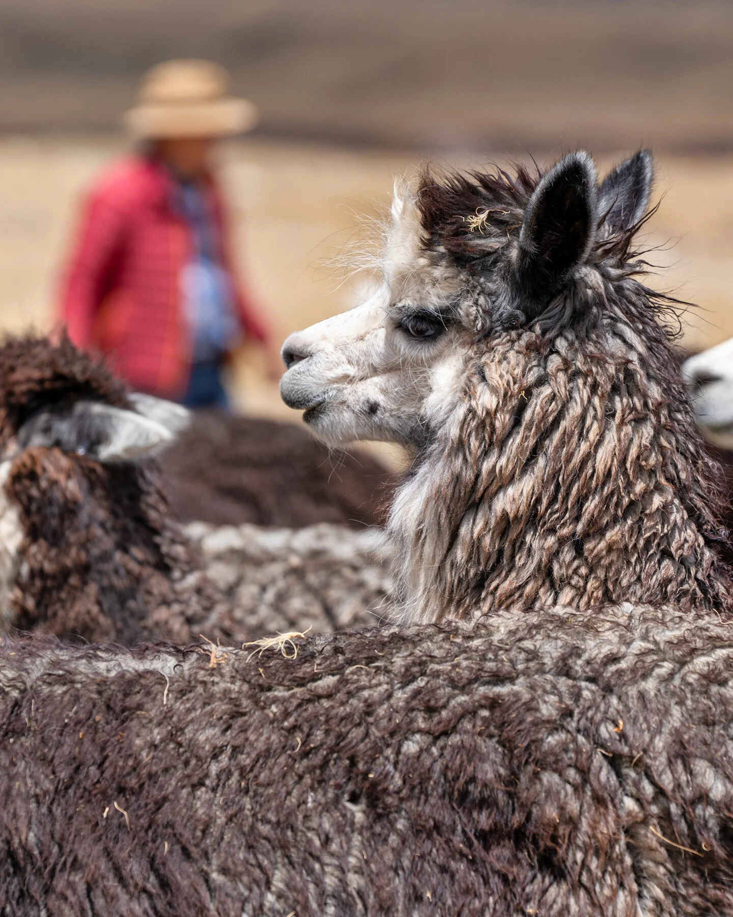 Andes Mountains Peru Quechua Benefit Picotani Spar Macusani Alpaca