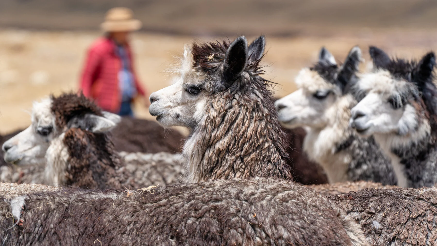 Andes Mountains Peru Quechua Benefit Picotani Spar Macusani Alpaca