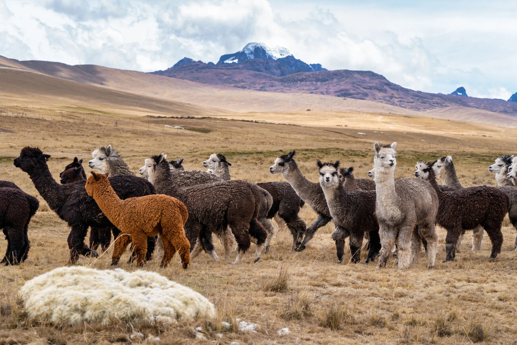 Andes Mountains Peru Quechua Benefit Picotani Spar Macusani Alpaca