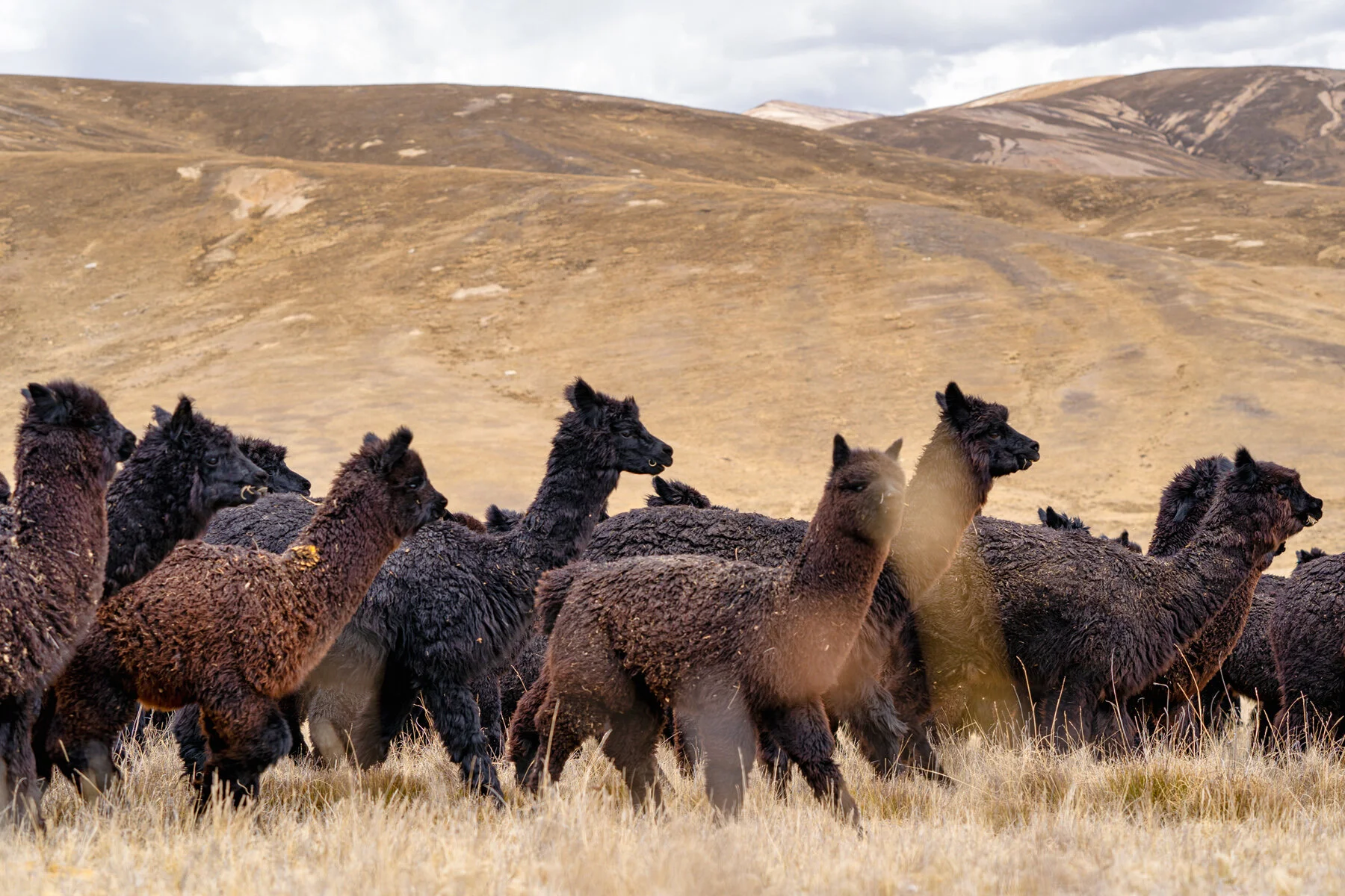 Andes Mountains Peru Quechua Benefit Picotani Spar Macusani Alpaca