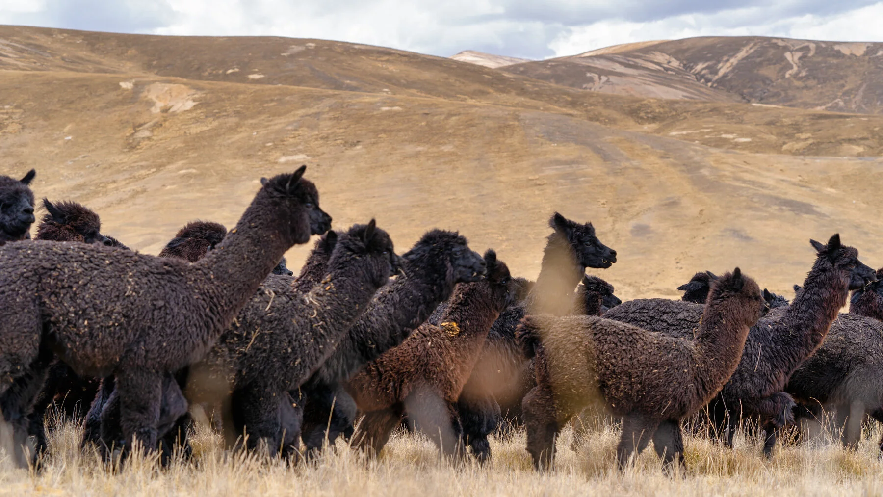 Andes Mountains Peru Quechua Benefit Picotani Spar Macusani Alpaca