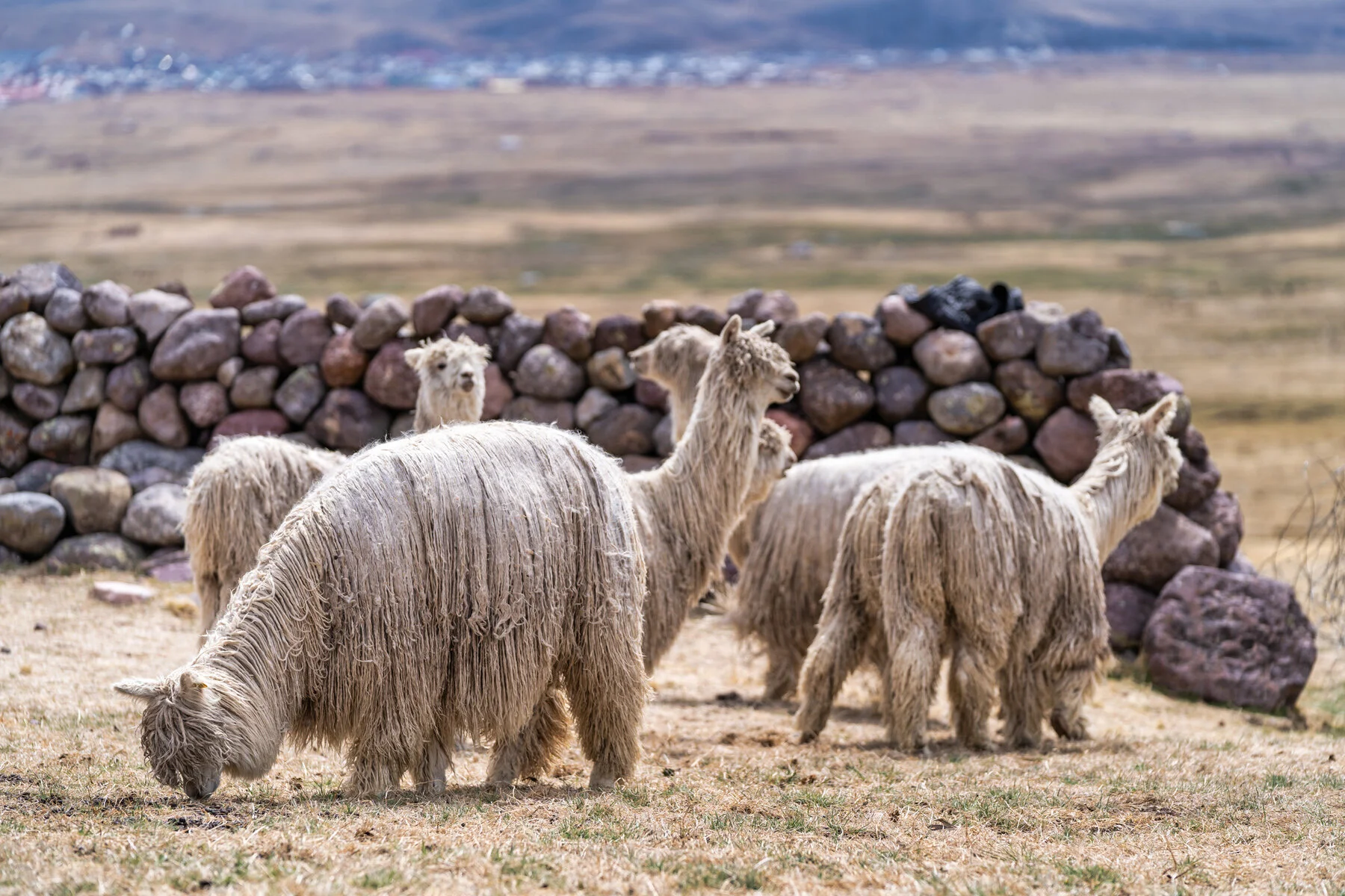 Andes Mountains Peru Quechua Benefit Picotani Spar Macusani Alpaca
