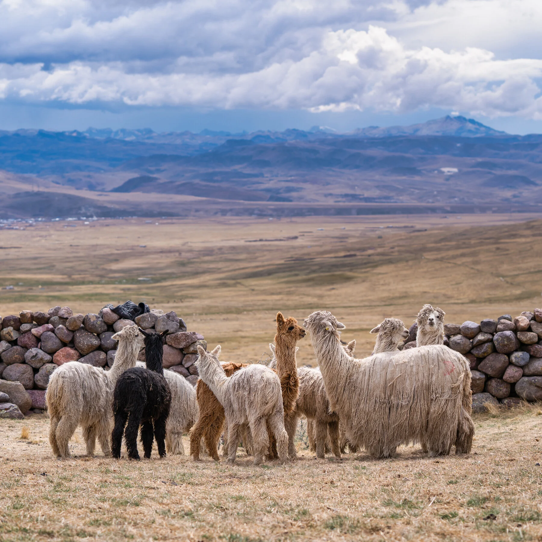 Andes Mountains Peru Quechua Benefit Picotani Spar Macusani Alpaca