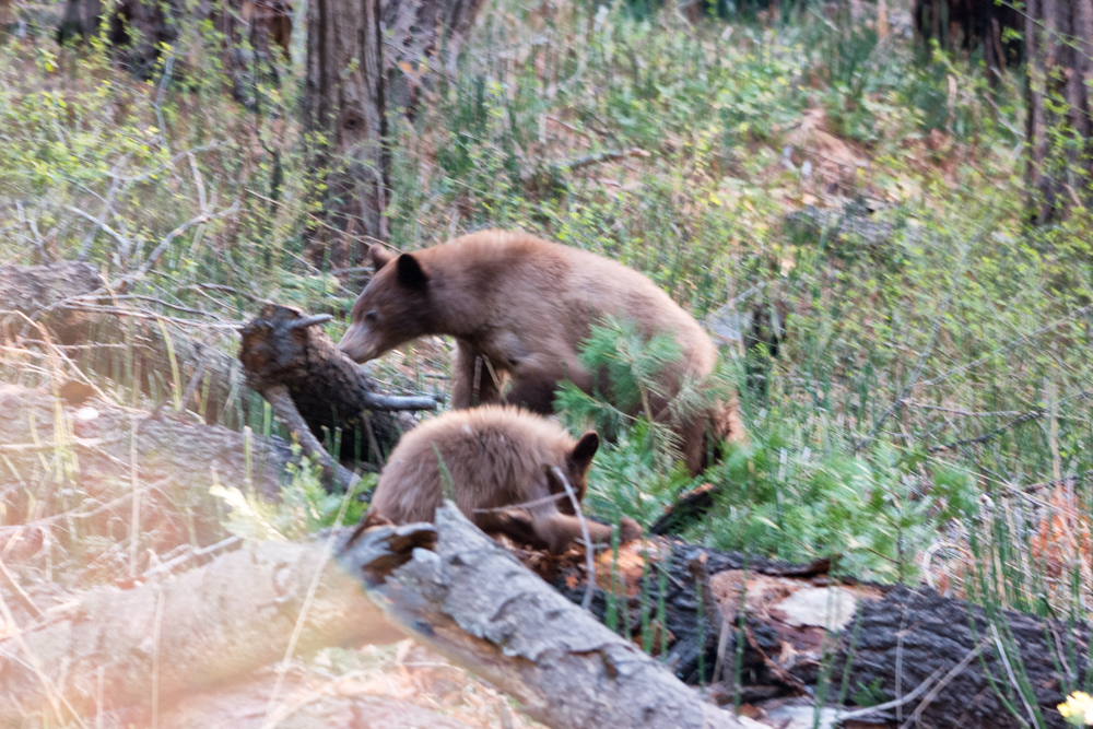 April2015 Yosemite California Samsung NX1