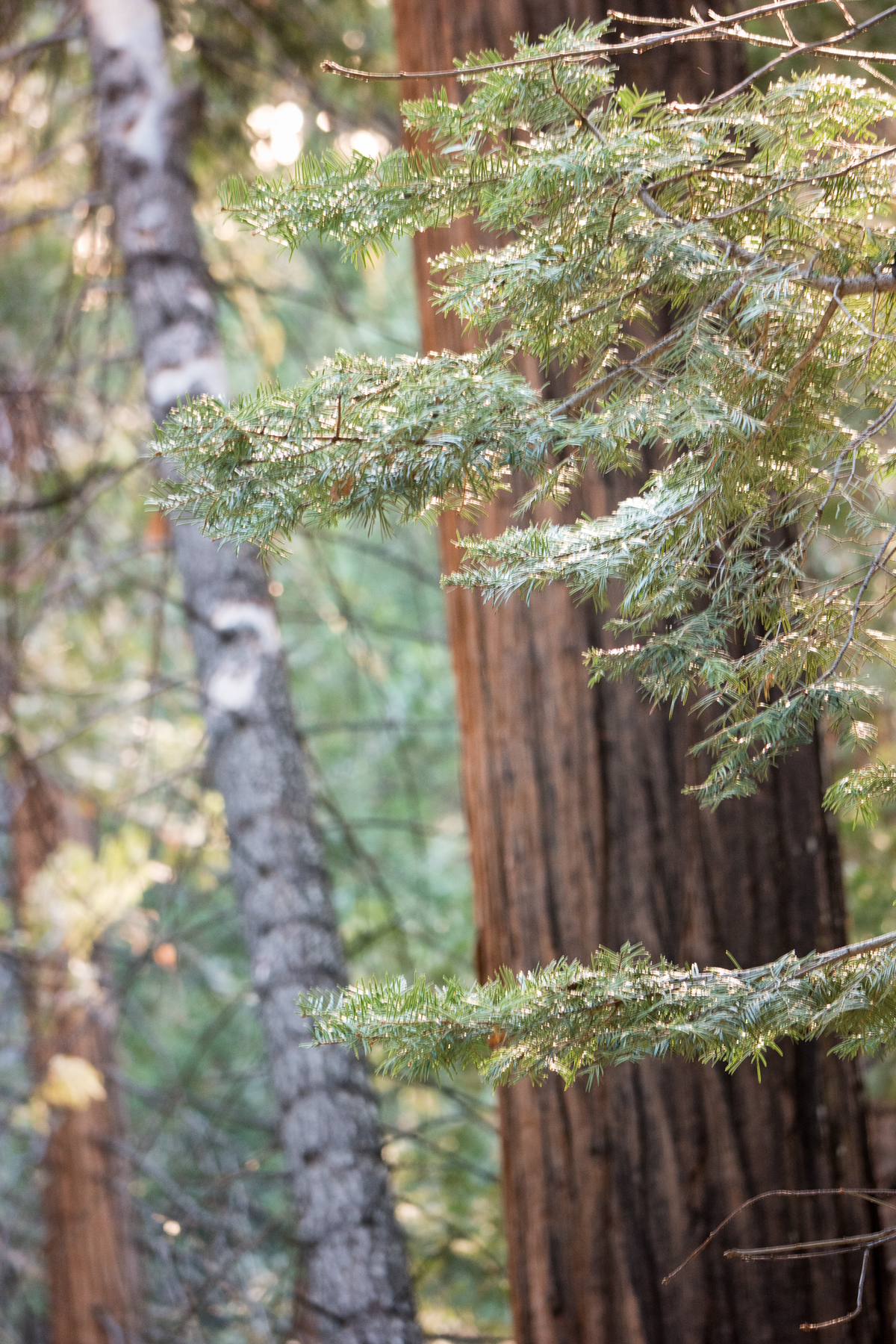 April2015 Yosemite California Samsung NX1 1800px