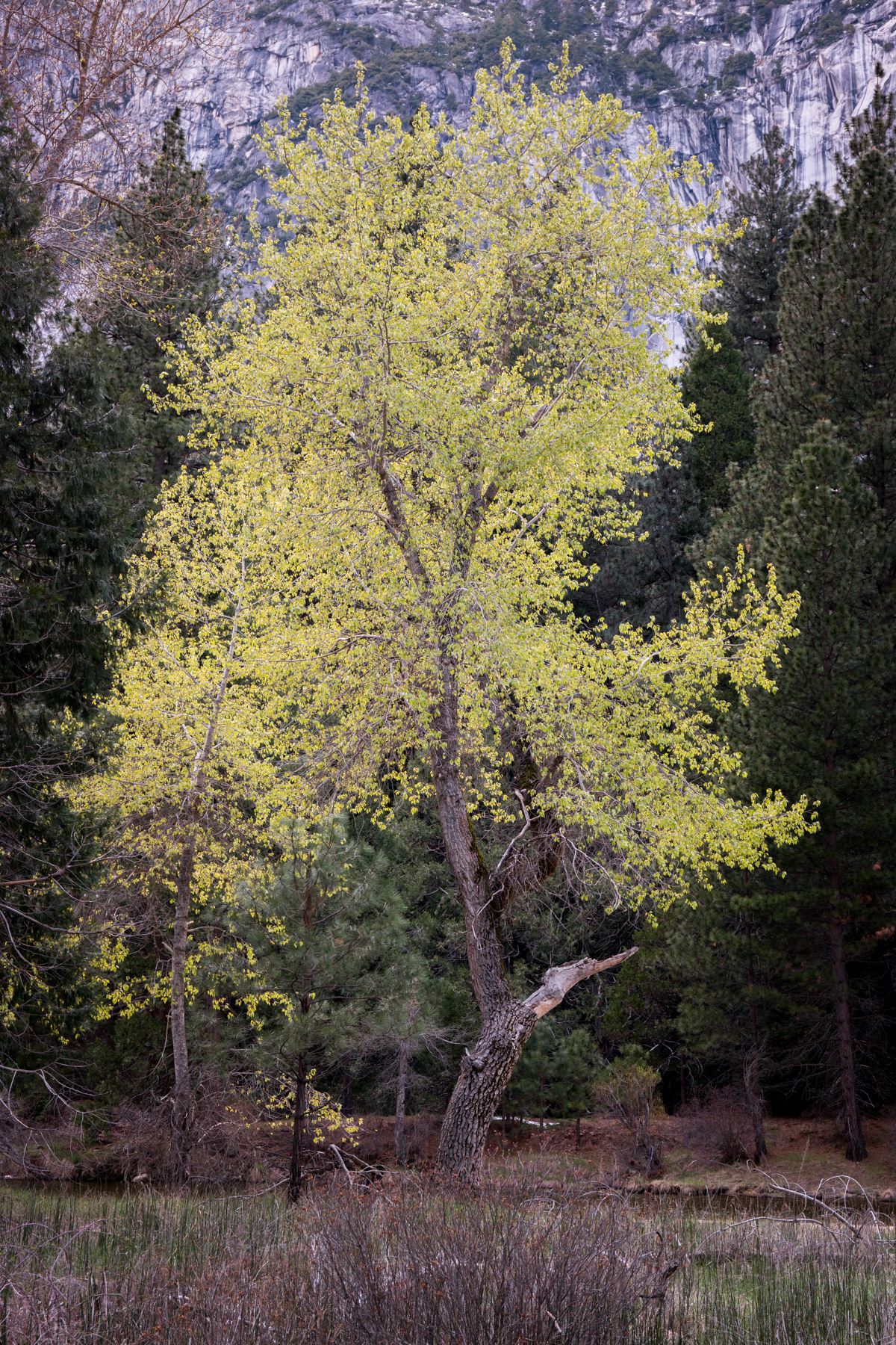 April2015 Yosemite California Samsung NX1