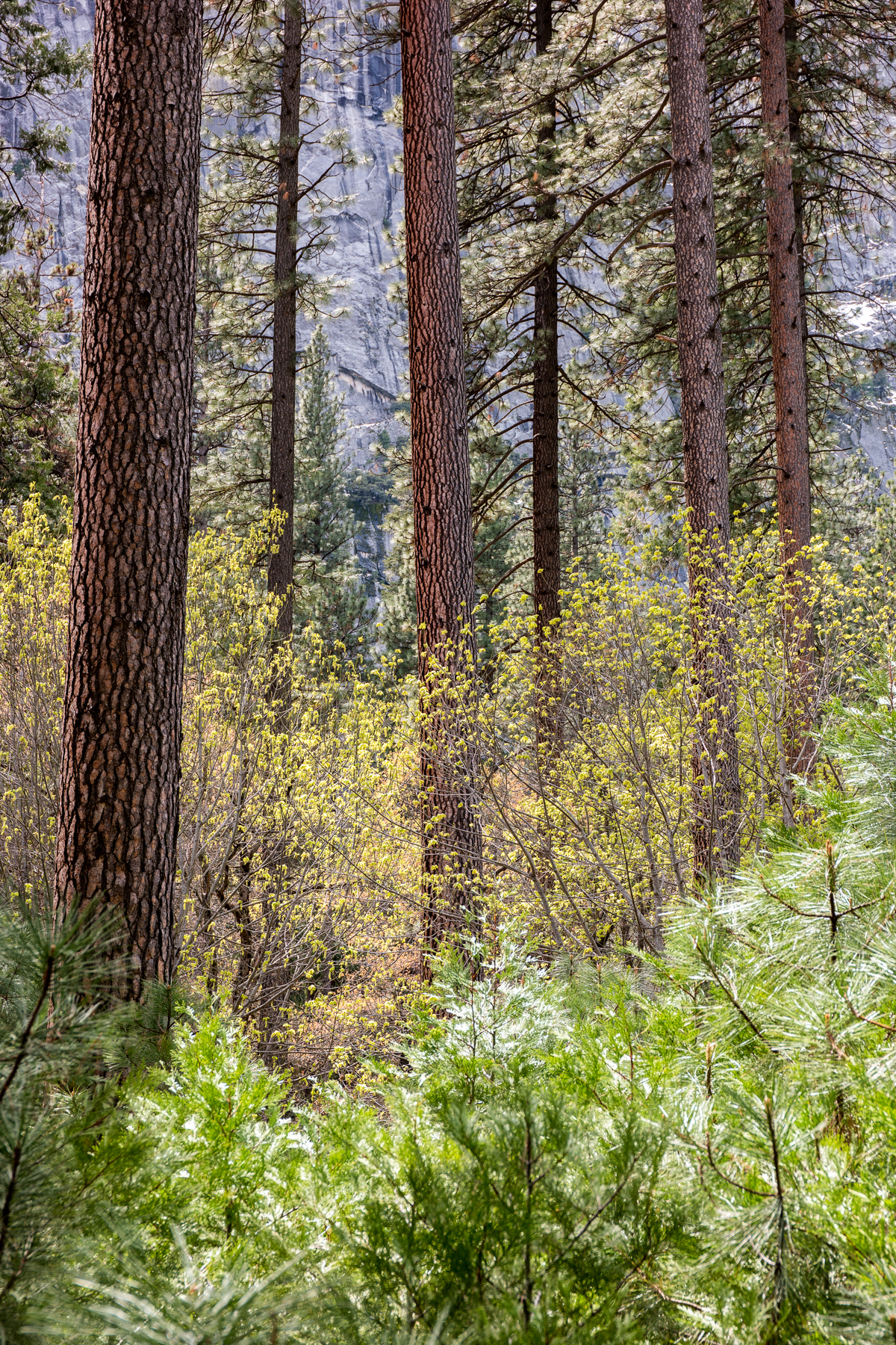 April2015 Yosemite California Samsung NX1 1800px